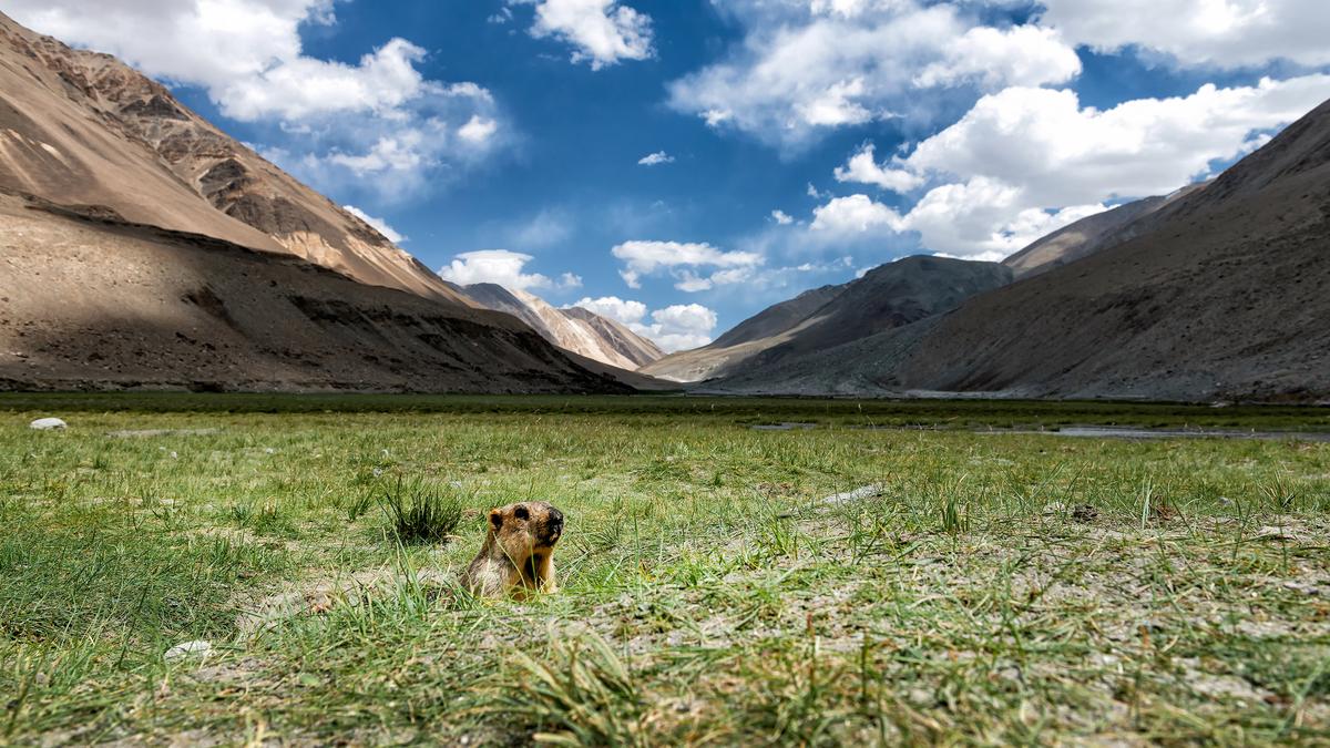 A marmot peeking from grass in a valley with mountains under a blue sky with clouds.