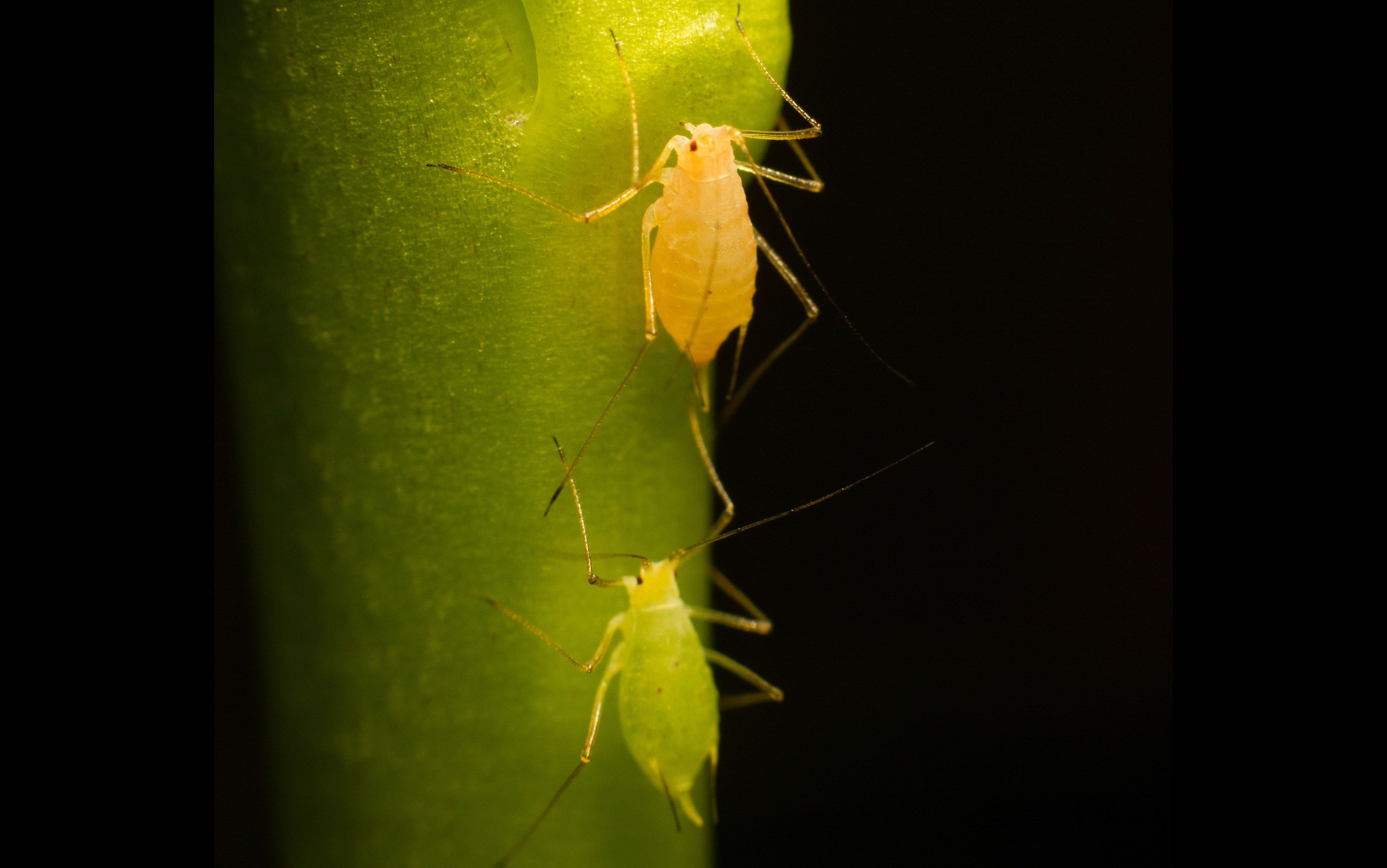 Fruit fly promiscuity alters the evolutionary forces on males