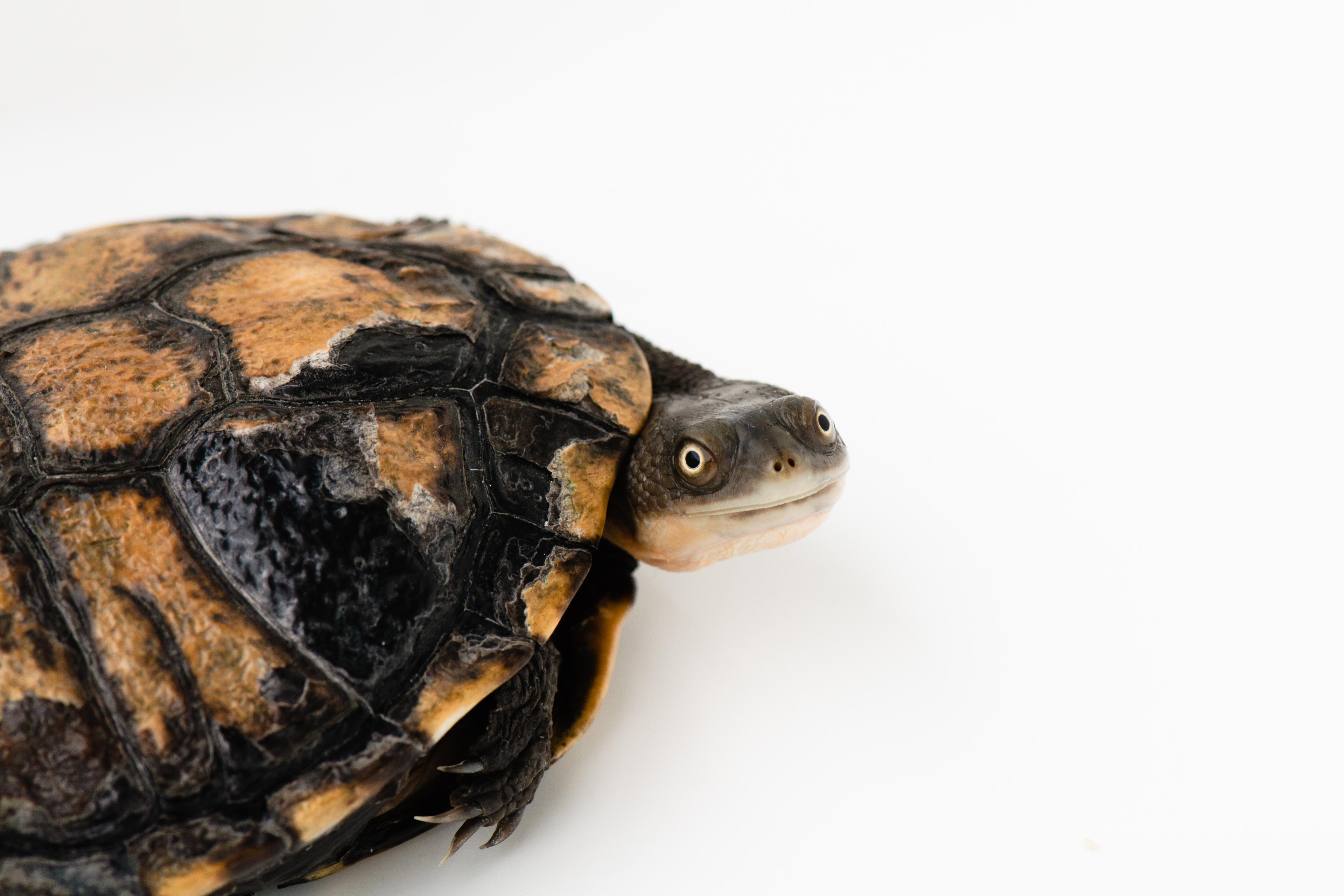 Photo of a turtle with a textured brown shell and curious expression on a white background.