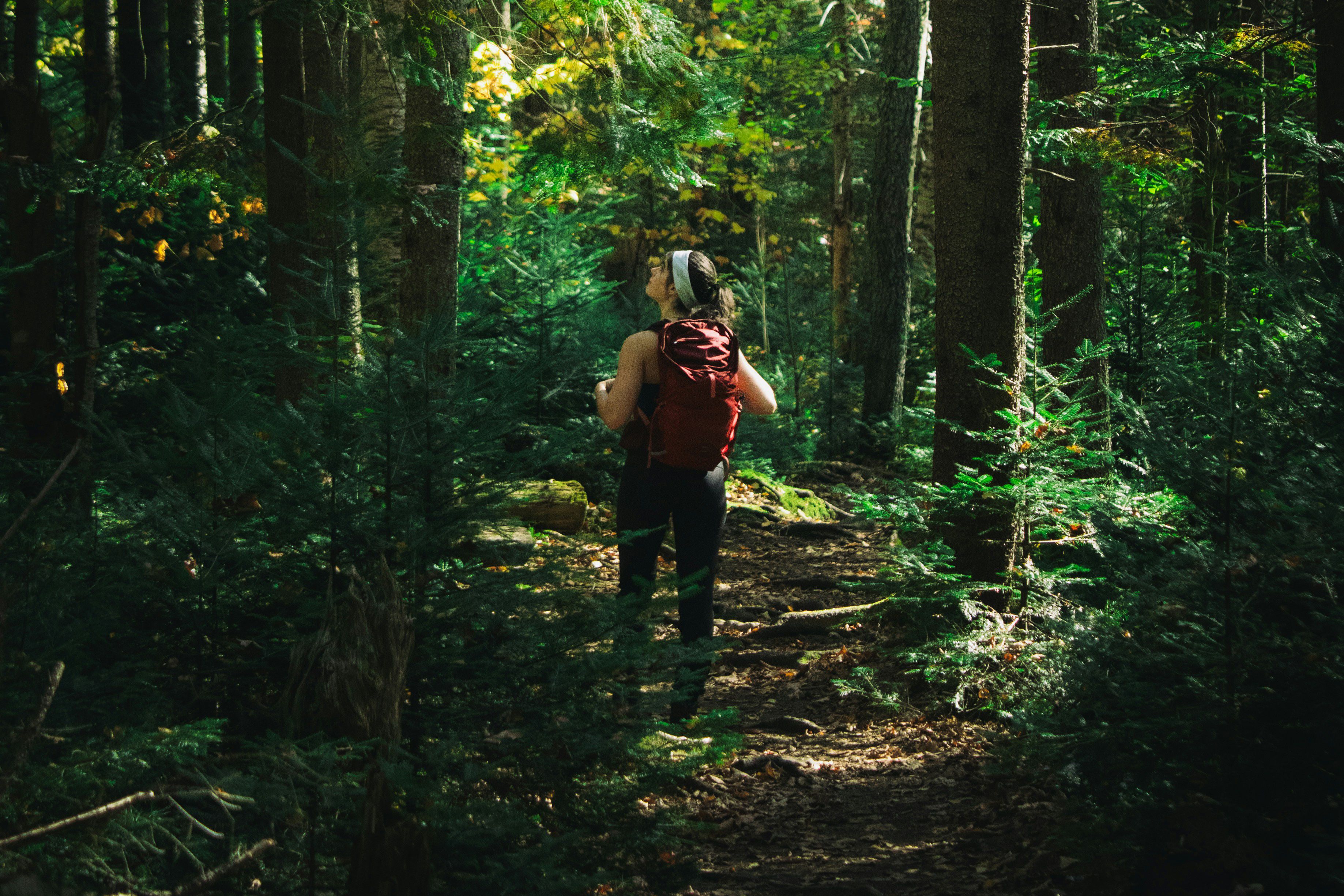 A person with a red backpack walking through a lush forest, sunlight filtering through the trees.