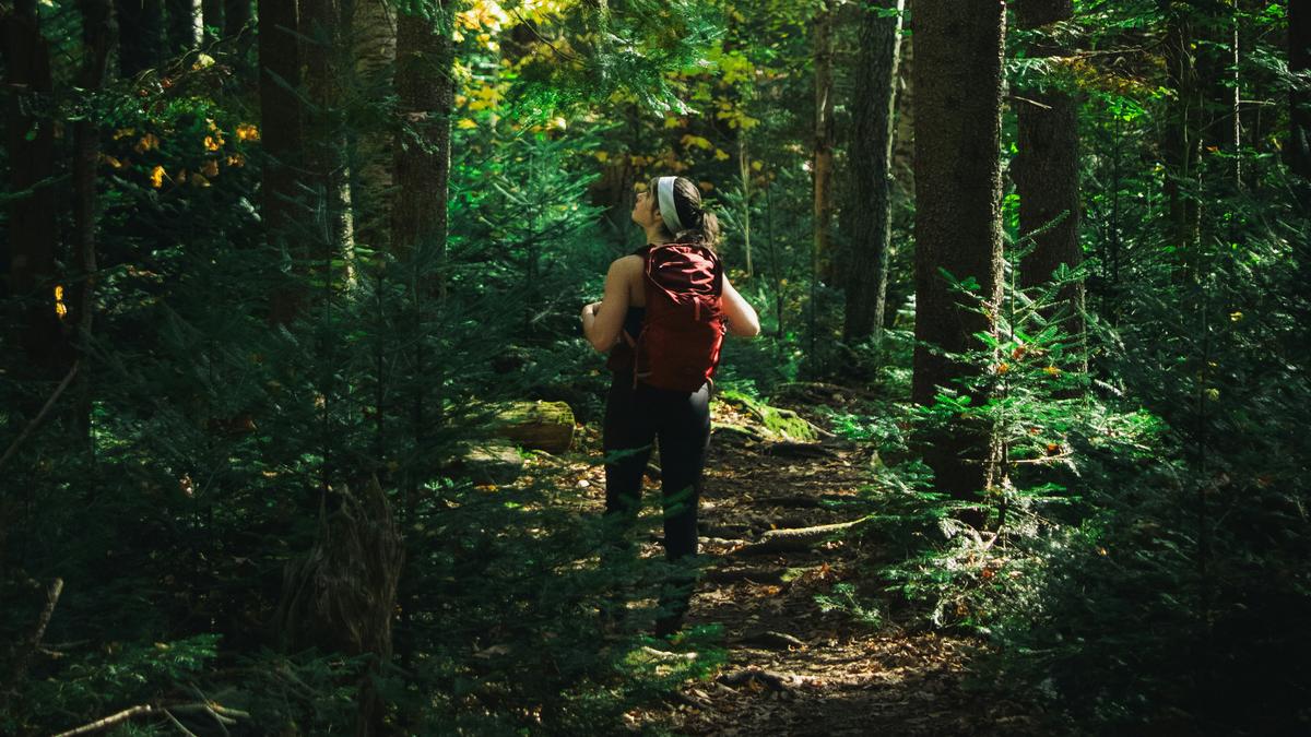 A person with a red backpack walking through a lush forest, sunlight filtering through the trees.