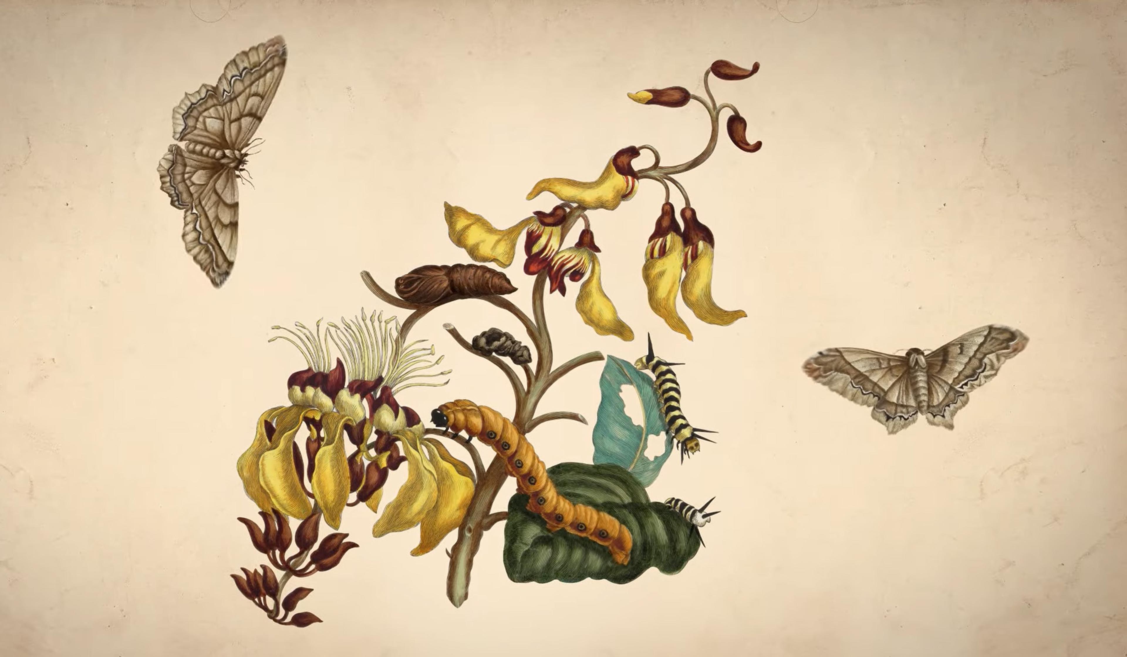 In the jungle of Suriname, Maria Sibylla Merian discovered insect  metamorphosis | Aeon Videos