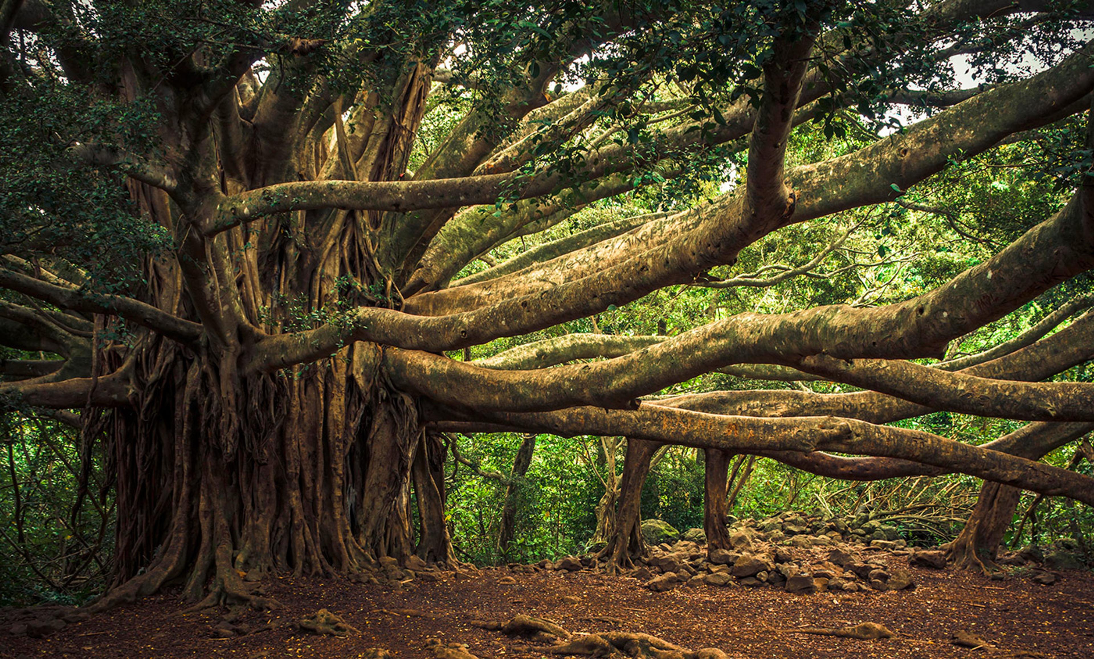 <p>A banyan tree. <em>Photo by thomas/Flickr</em></p>