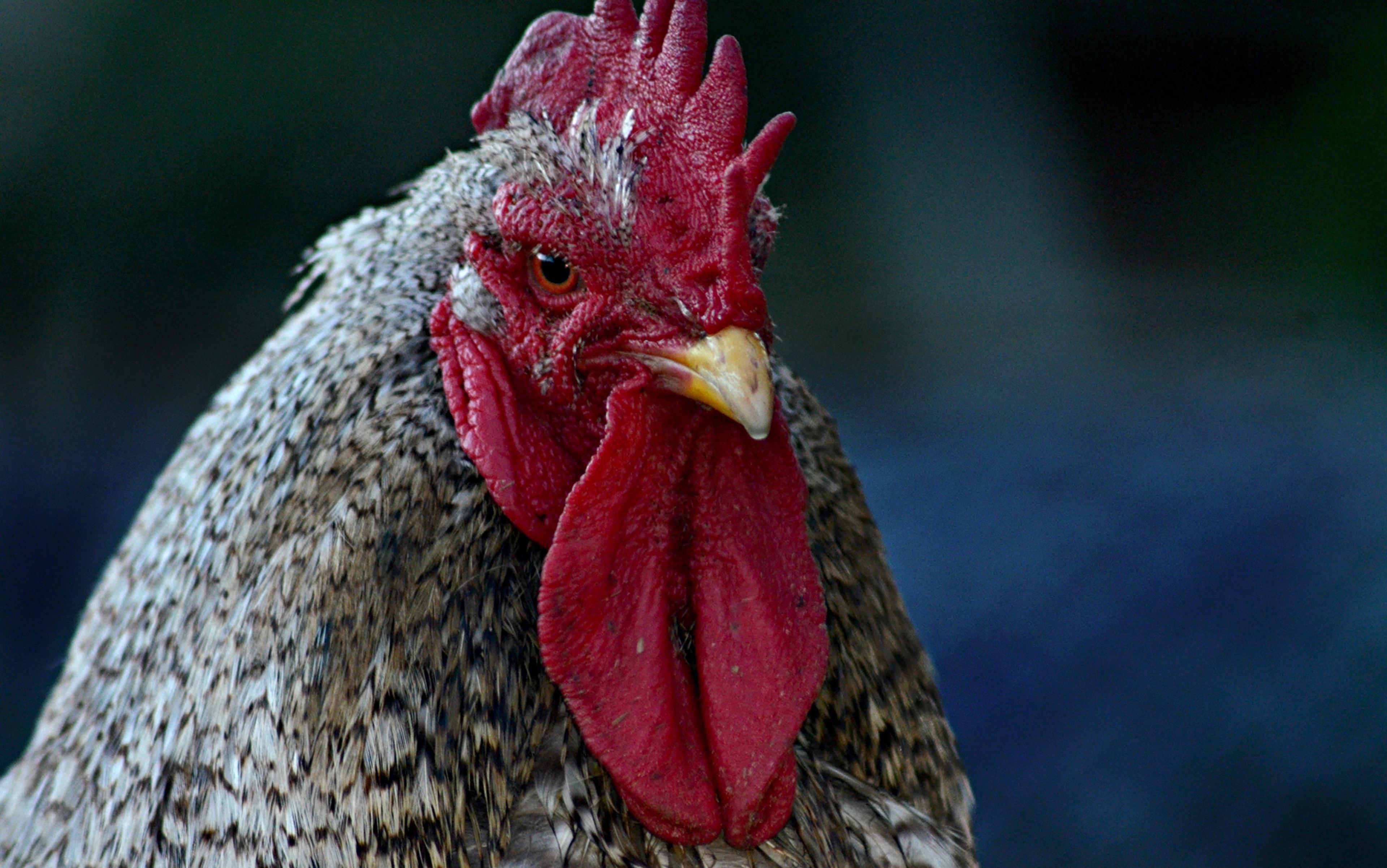 Is the rooster, with its thuggish ways, a domestic animal?