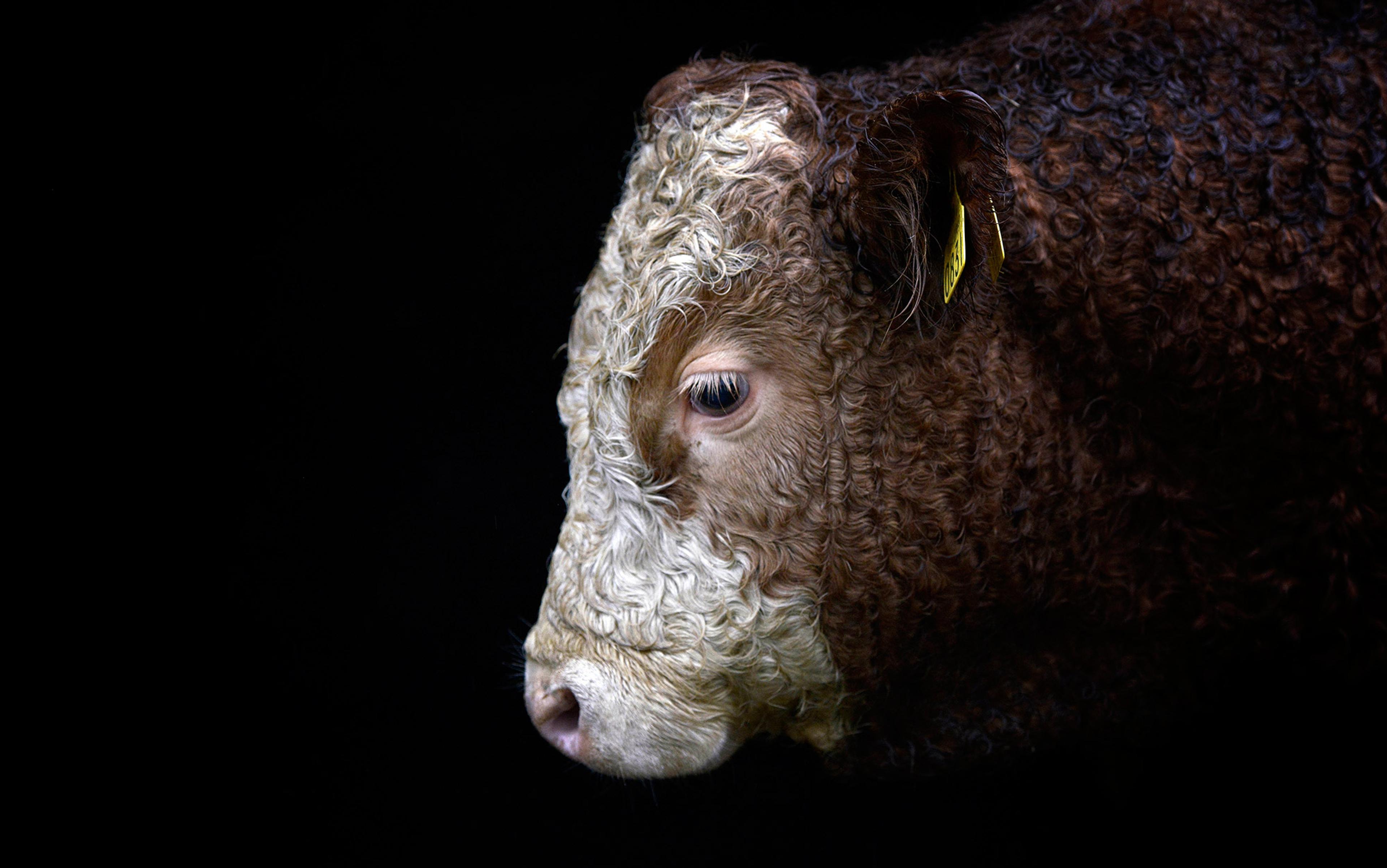 A cow’s face in profile against a black background, highlighting its curly fur, a yellow tag visible on its ear.