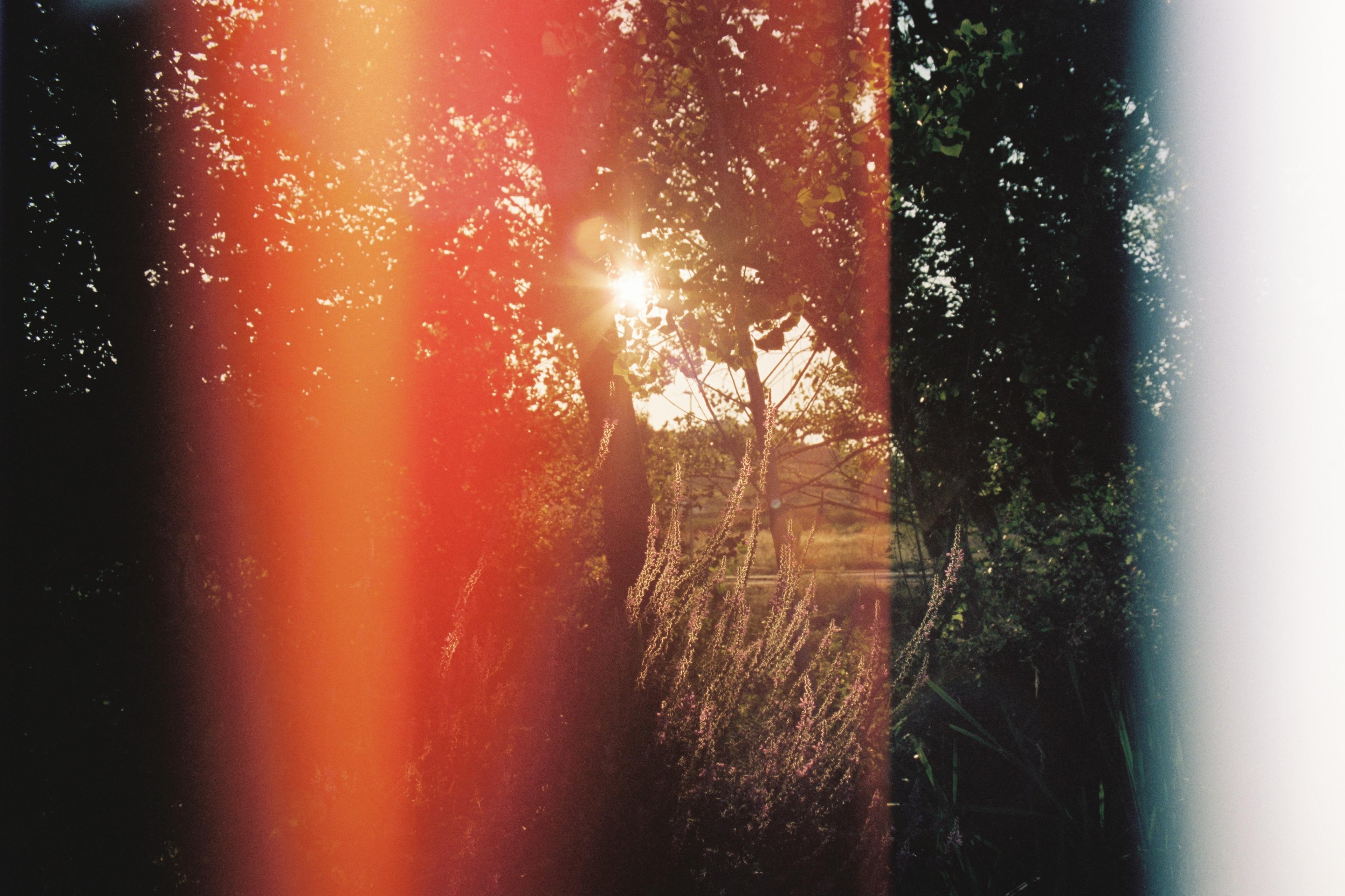 Photo of sunlight through trees with colourful light leaks creating red and white streaks across the image.
