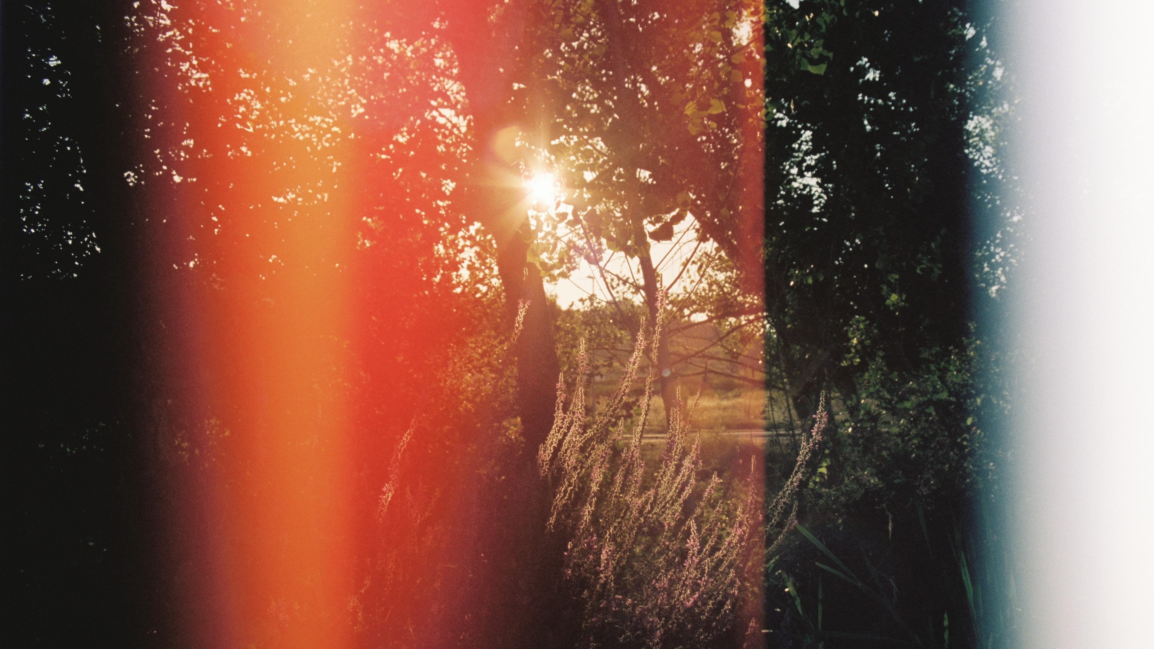 Photo of sunlight through trees with colourful light leaks creating red and white streaks across the image.