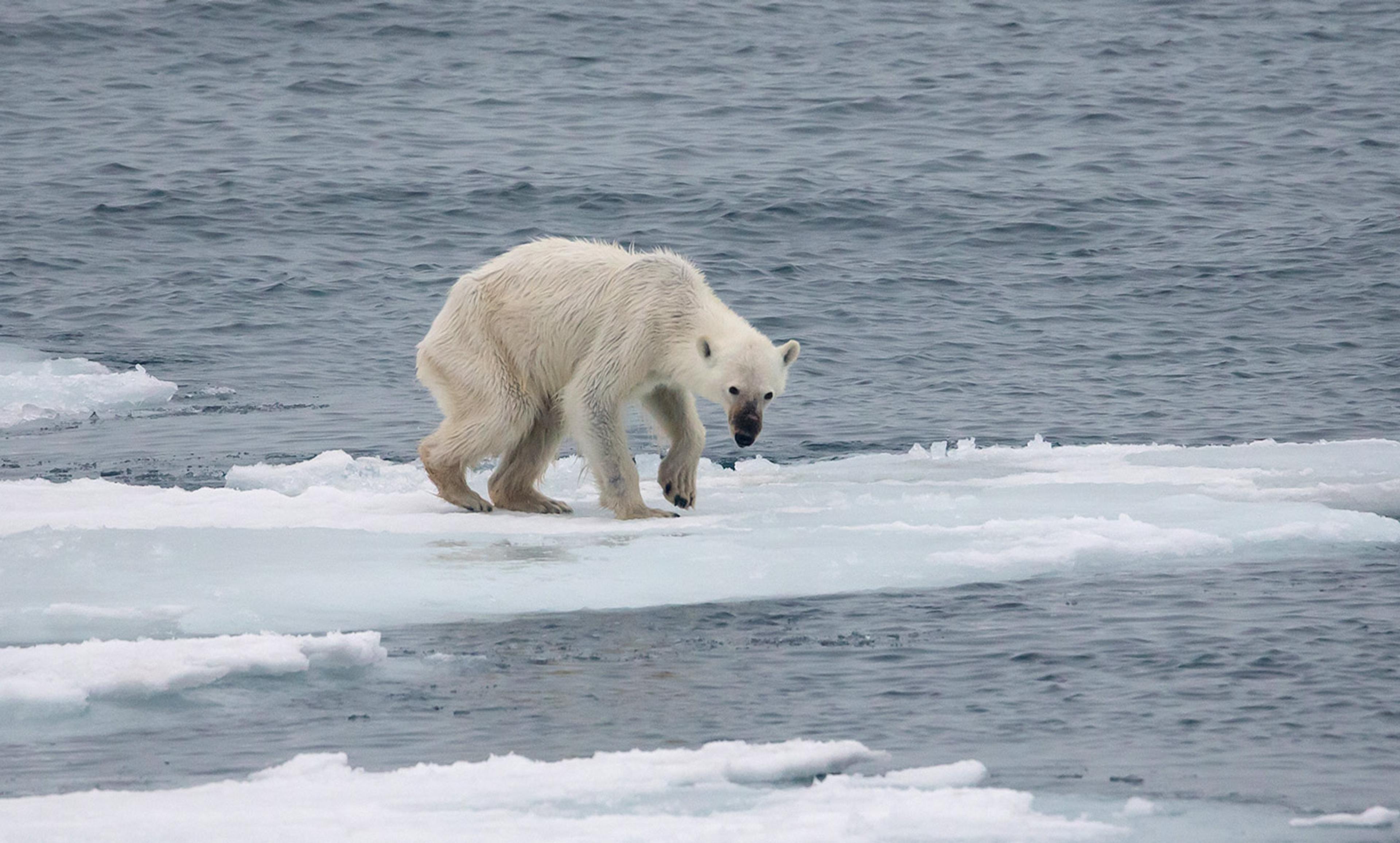 A polar bear walking on a small ice floe in the sea, with grey water in the background.