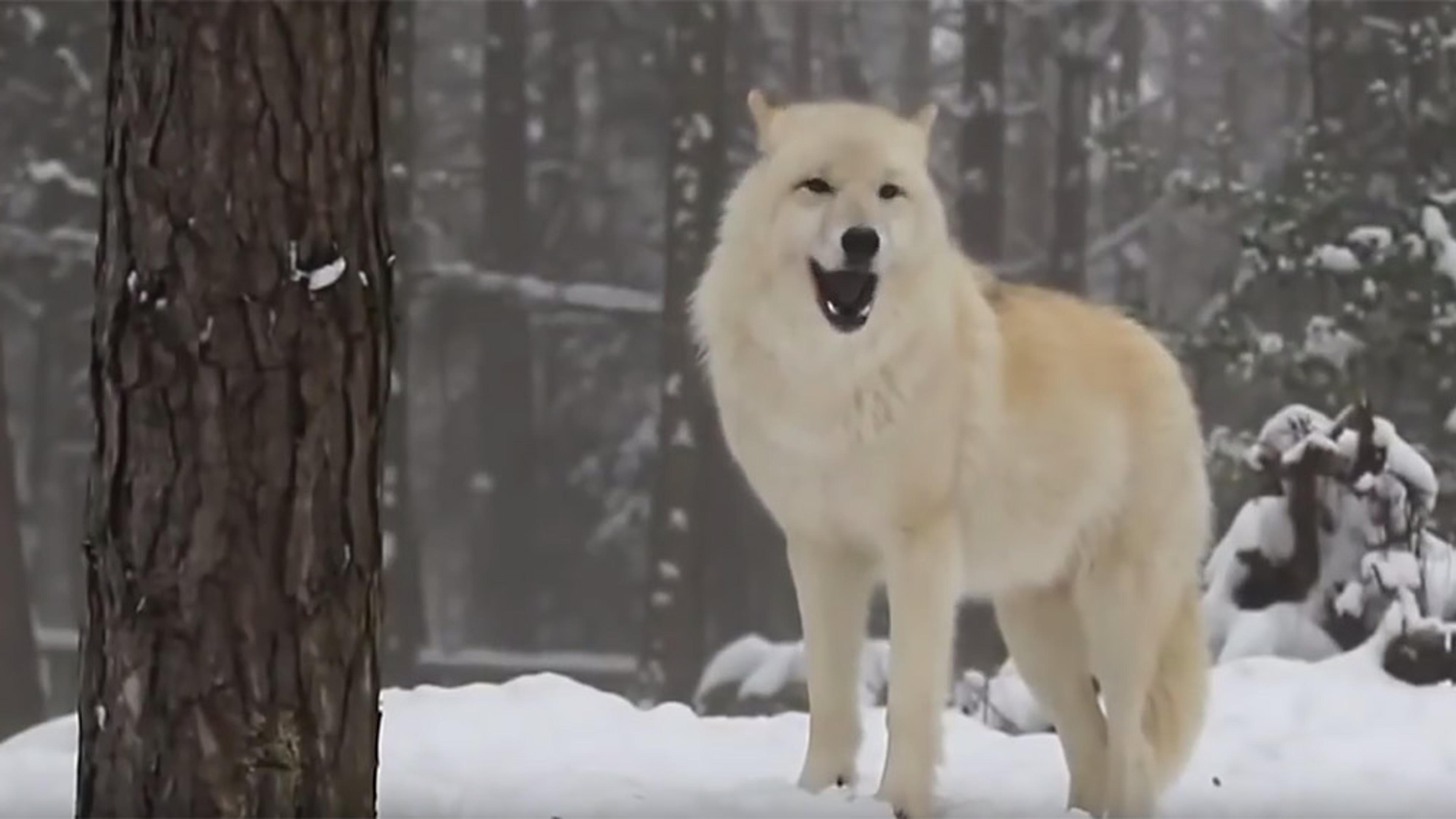 A light-coloured wolf standing in a snowy forest, with trees and snow-covered ground in the background.