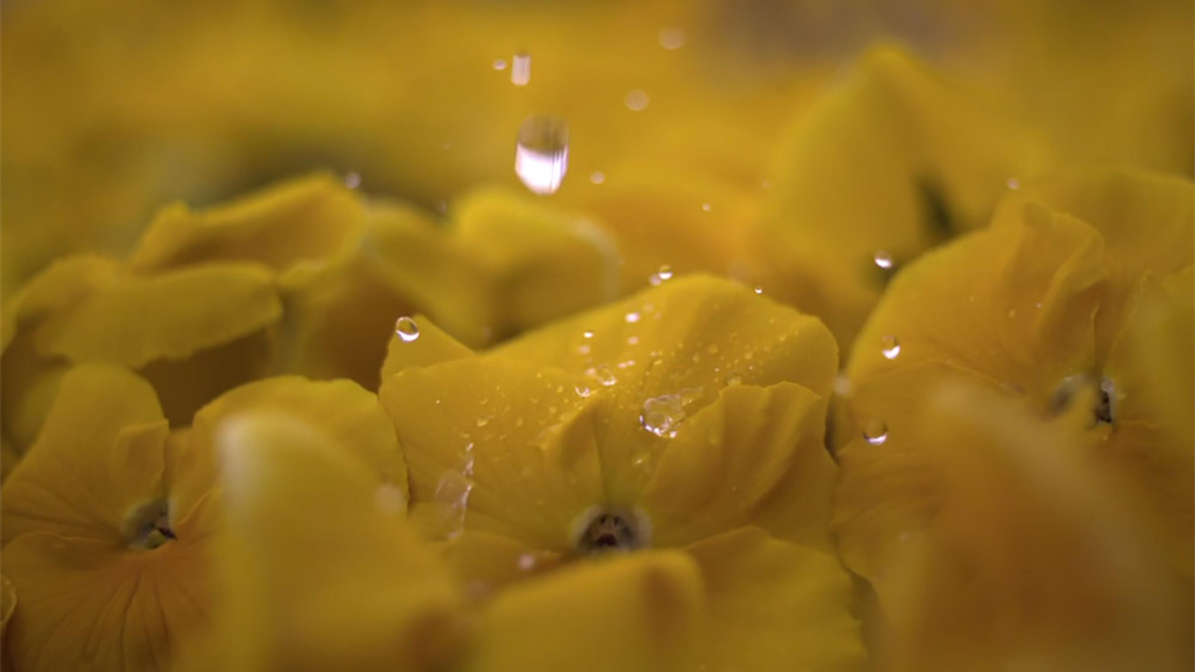 Yellow flowers with water droplets, highlighting a single droplet falling in the centre. The background is blurred.