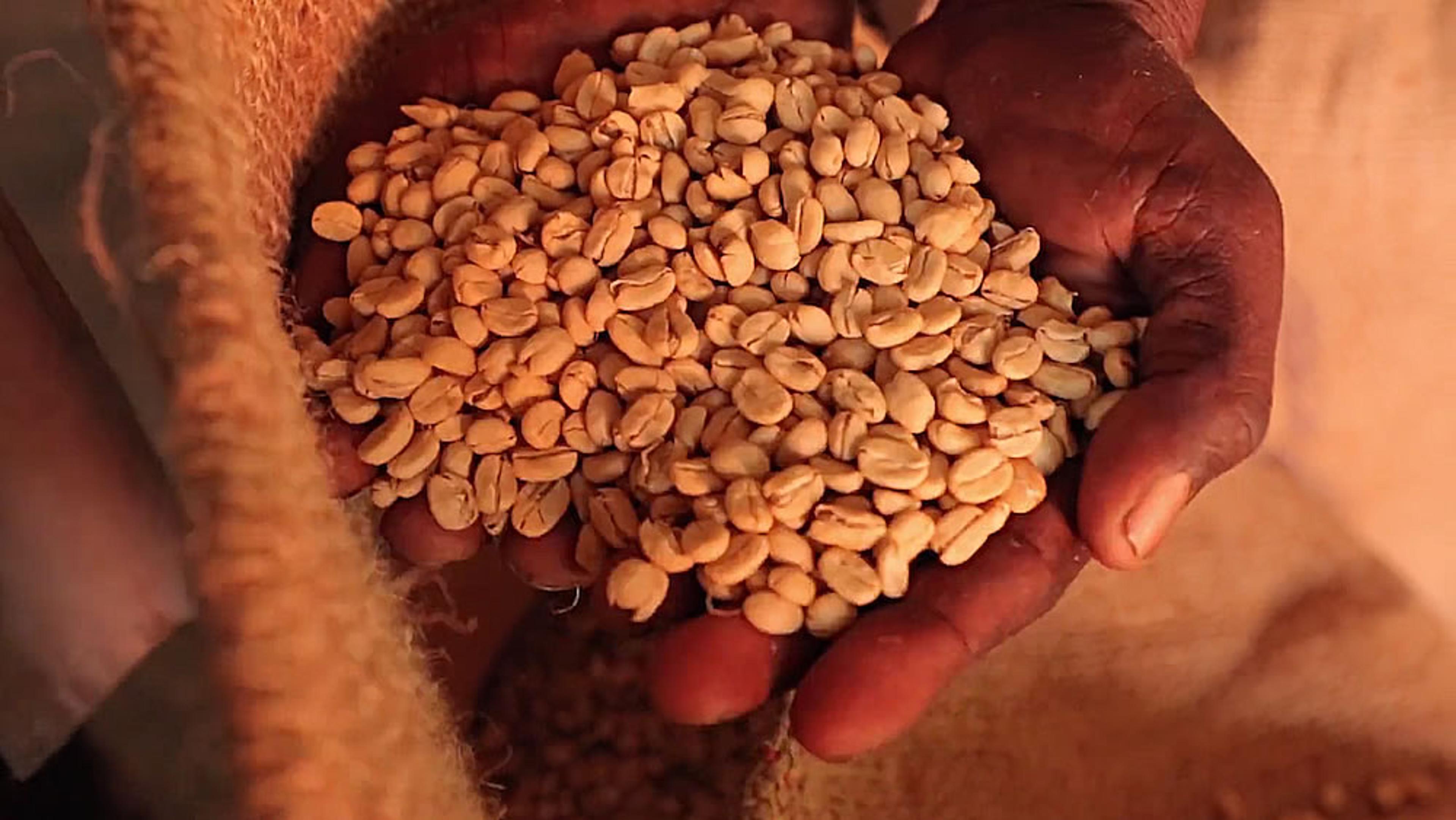 A close-up view of hands holding a pile of unroasted coffee beans above a burlap sack.
