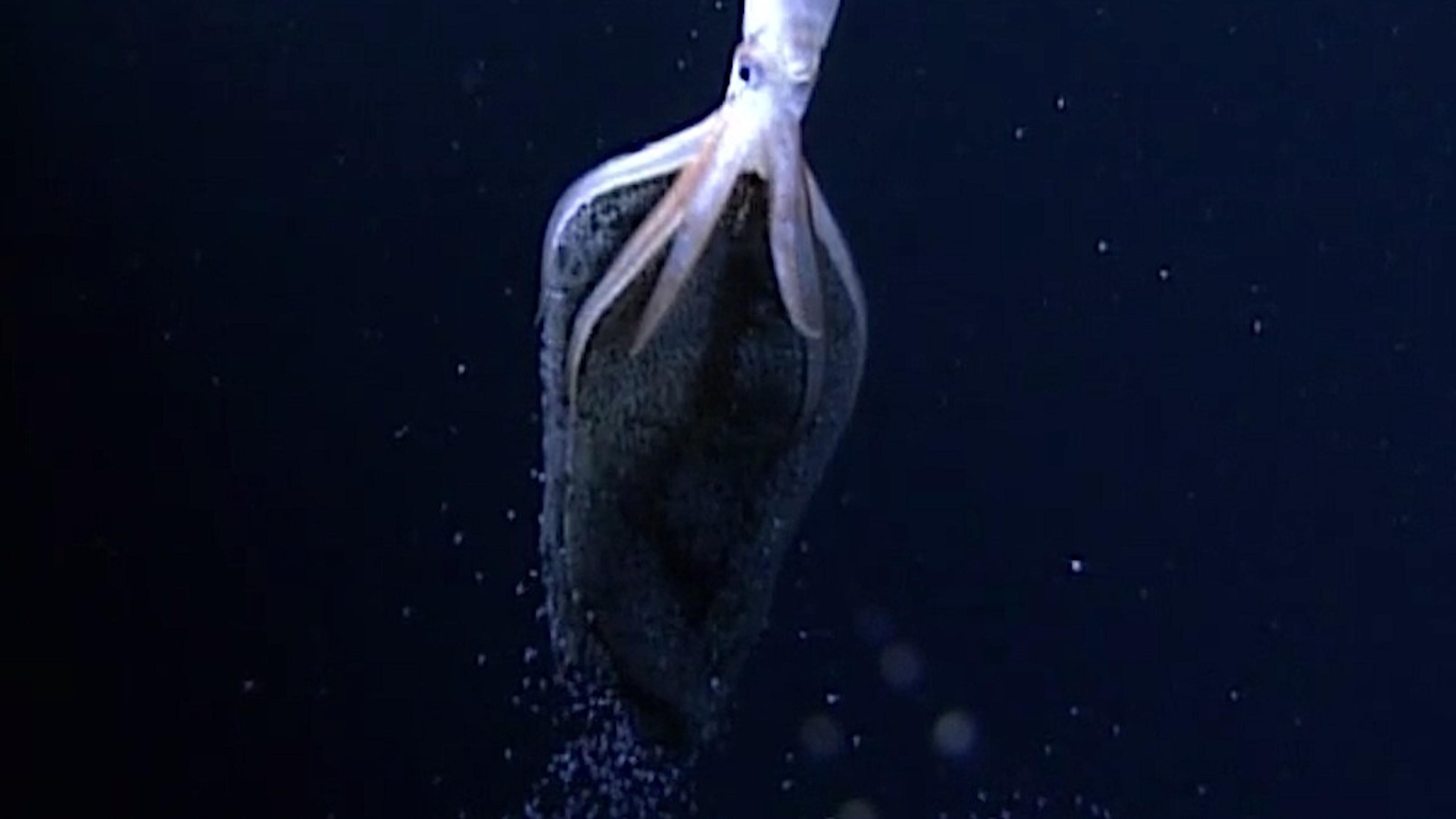 A squid expelling ink underwater in a dark, almost black environment, creating a stark contrast with the squid’s pale body.