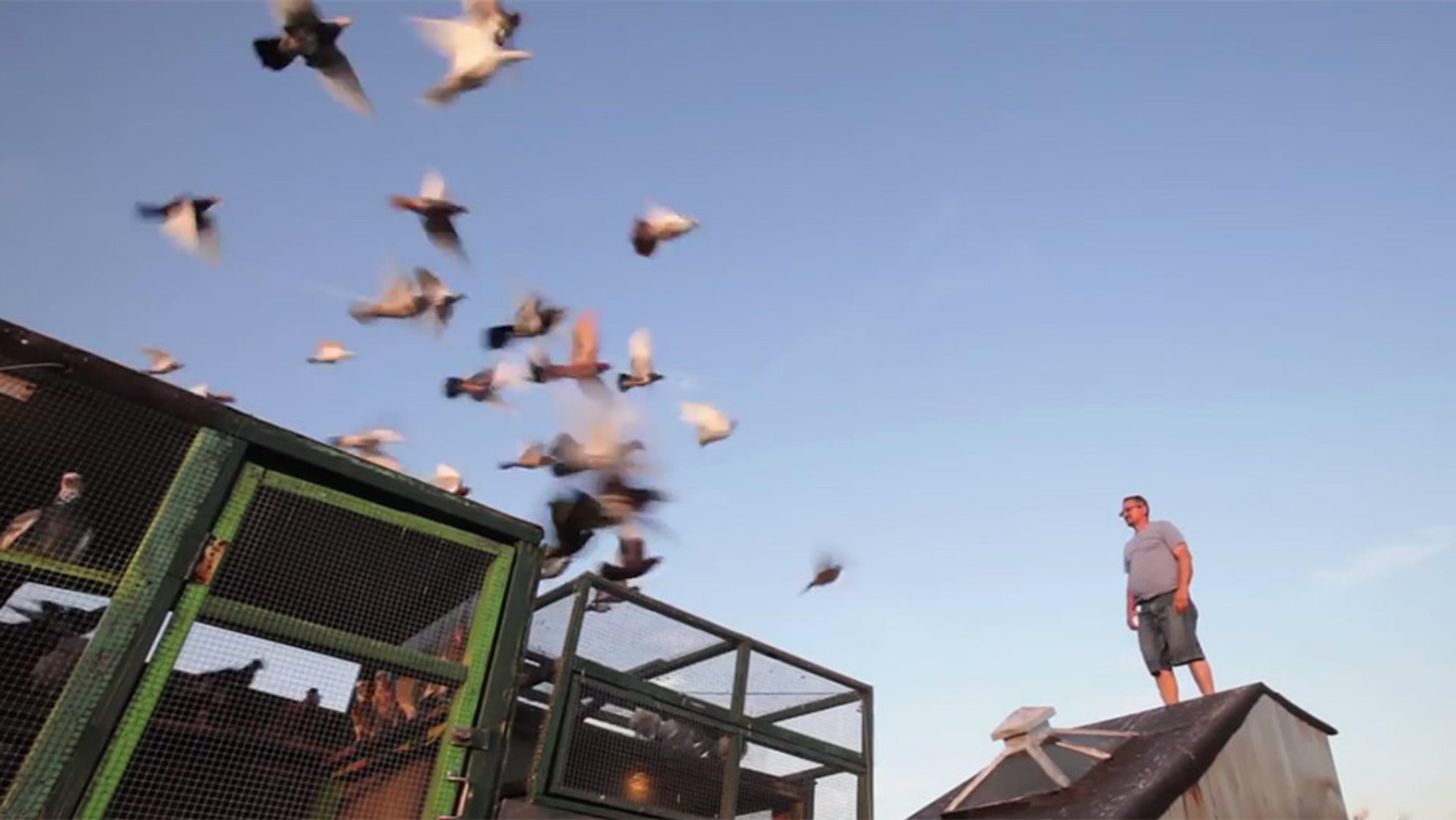 A man standing on a rooftop while pigeons fly out of a large cage against a clear blue sky.