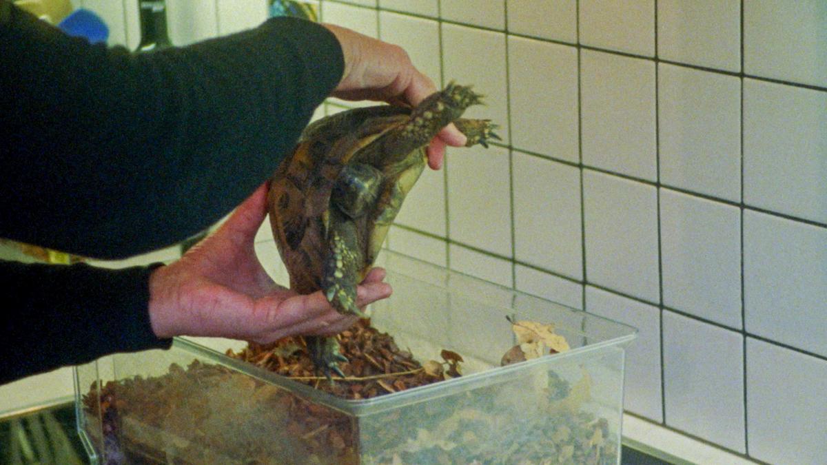 Photo of a person holding a tortoise above a container with leaves against a tiled wall.