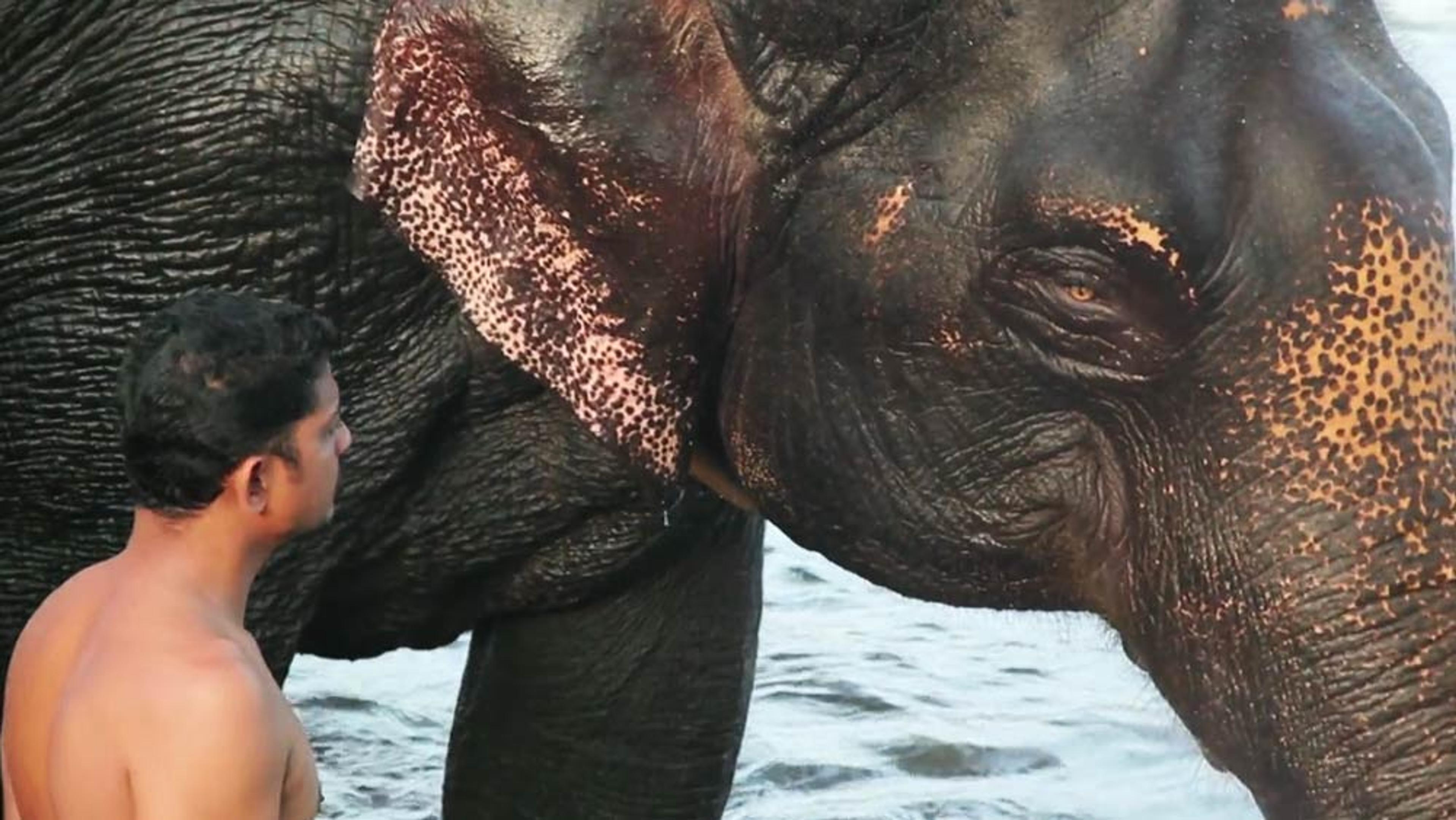 A man and an elephant standing close in water, showcasing the animal’s textured skin and large ear.