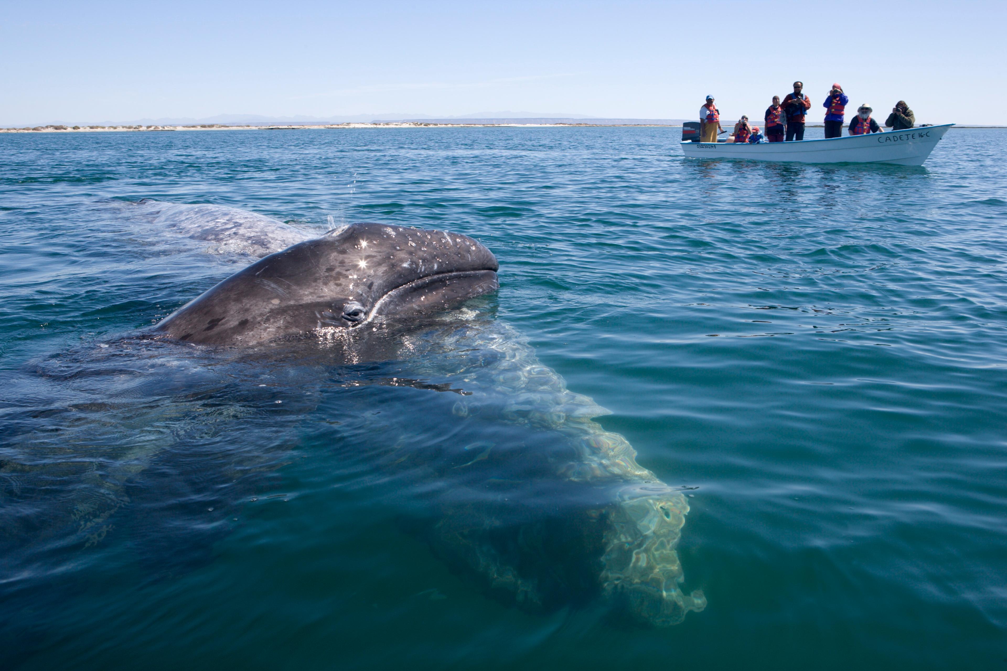 Photo of a grey whale surfacing near a small boat with people observing on a calm sea under a clear sky.