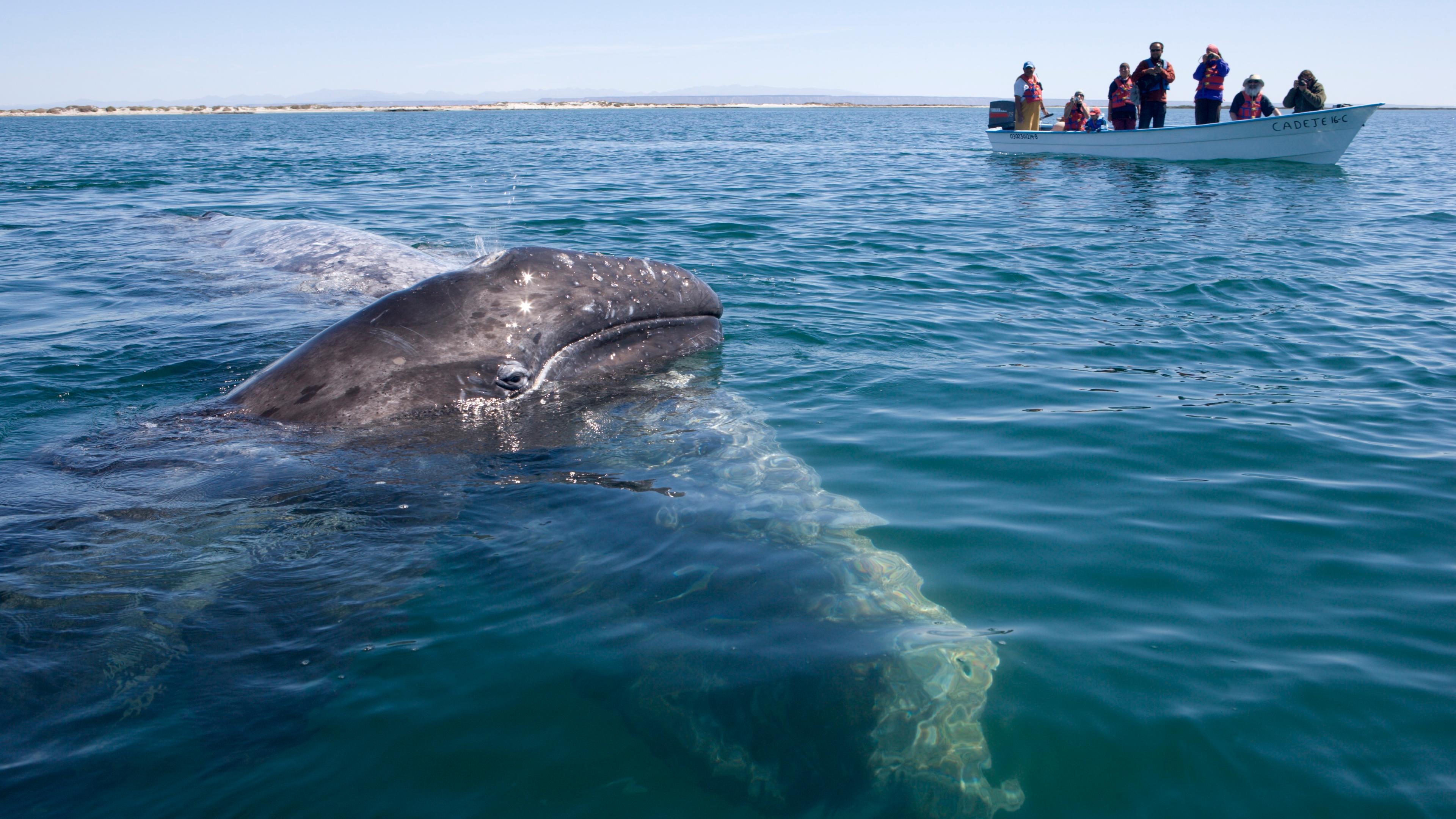 Photo of a grey whale surfacing near a small boat with people observing on a calm sea under a clear sky.