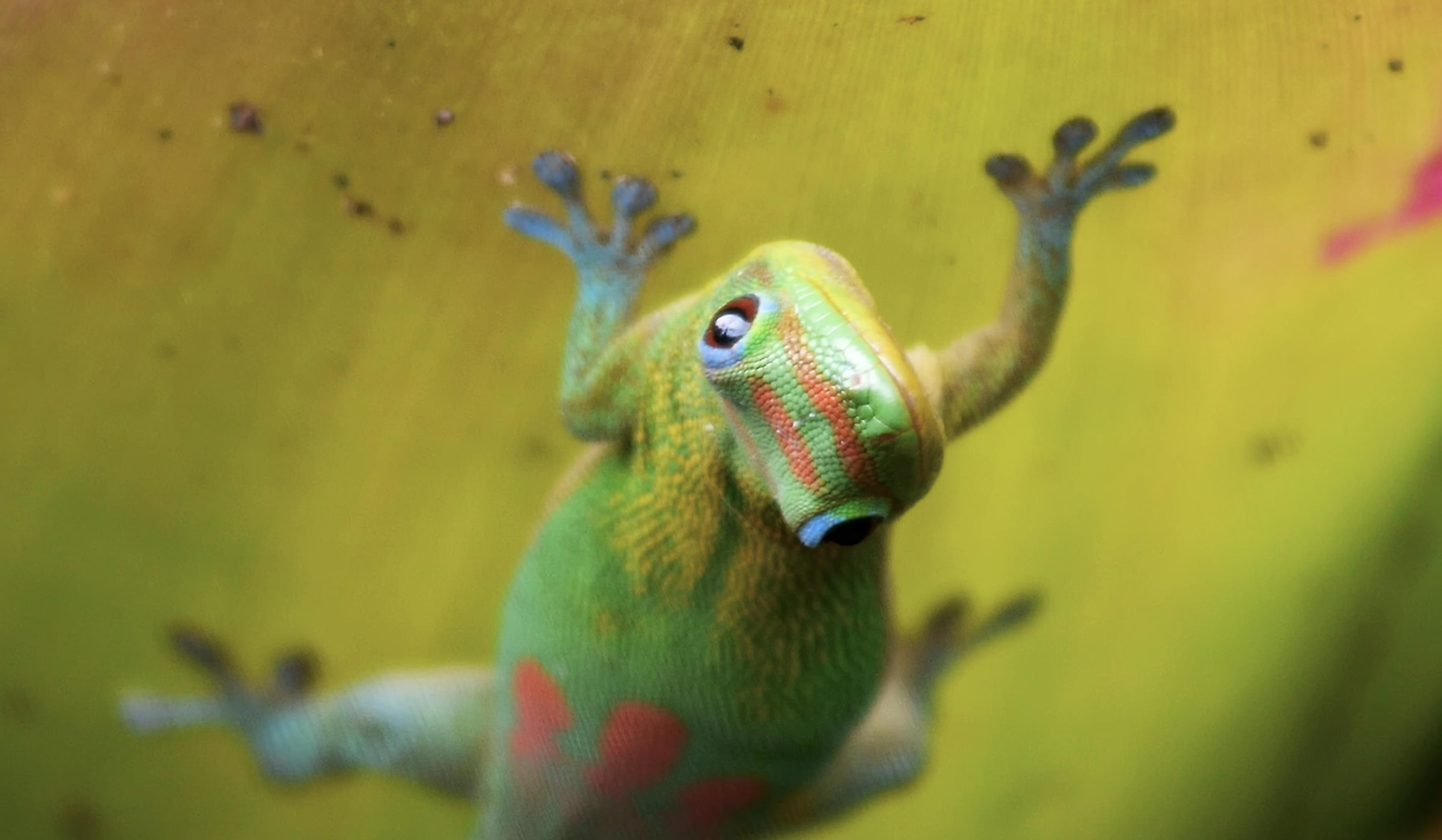 The key to geckos' unrivalled climbing skills isn't sticky feet