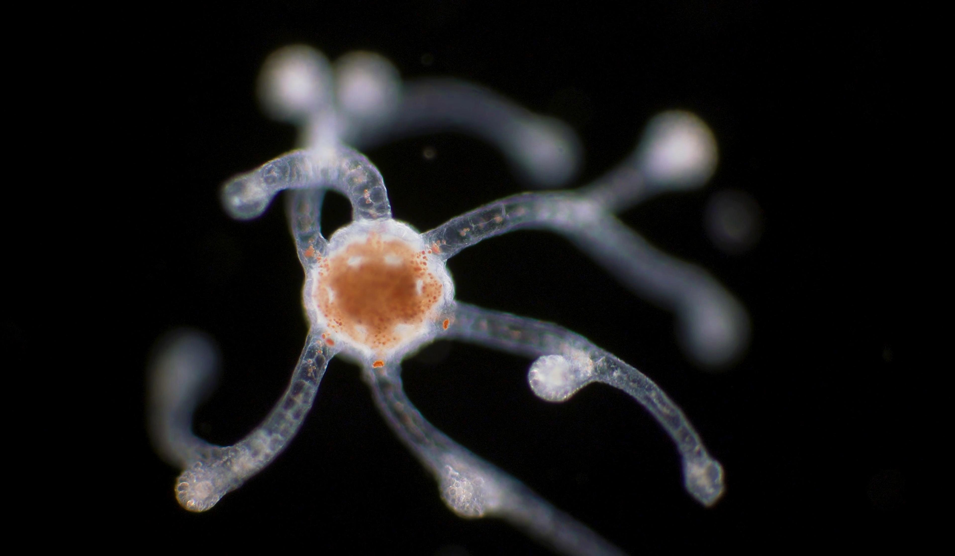 Microscopic close-up of a Hydra with a translucent body, multiple tentacles, and a central, reddish-brown core on a dark background.