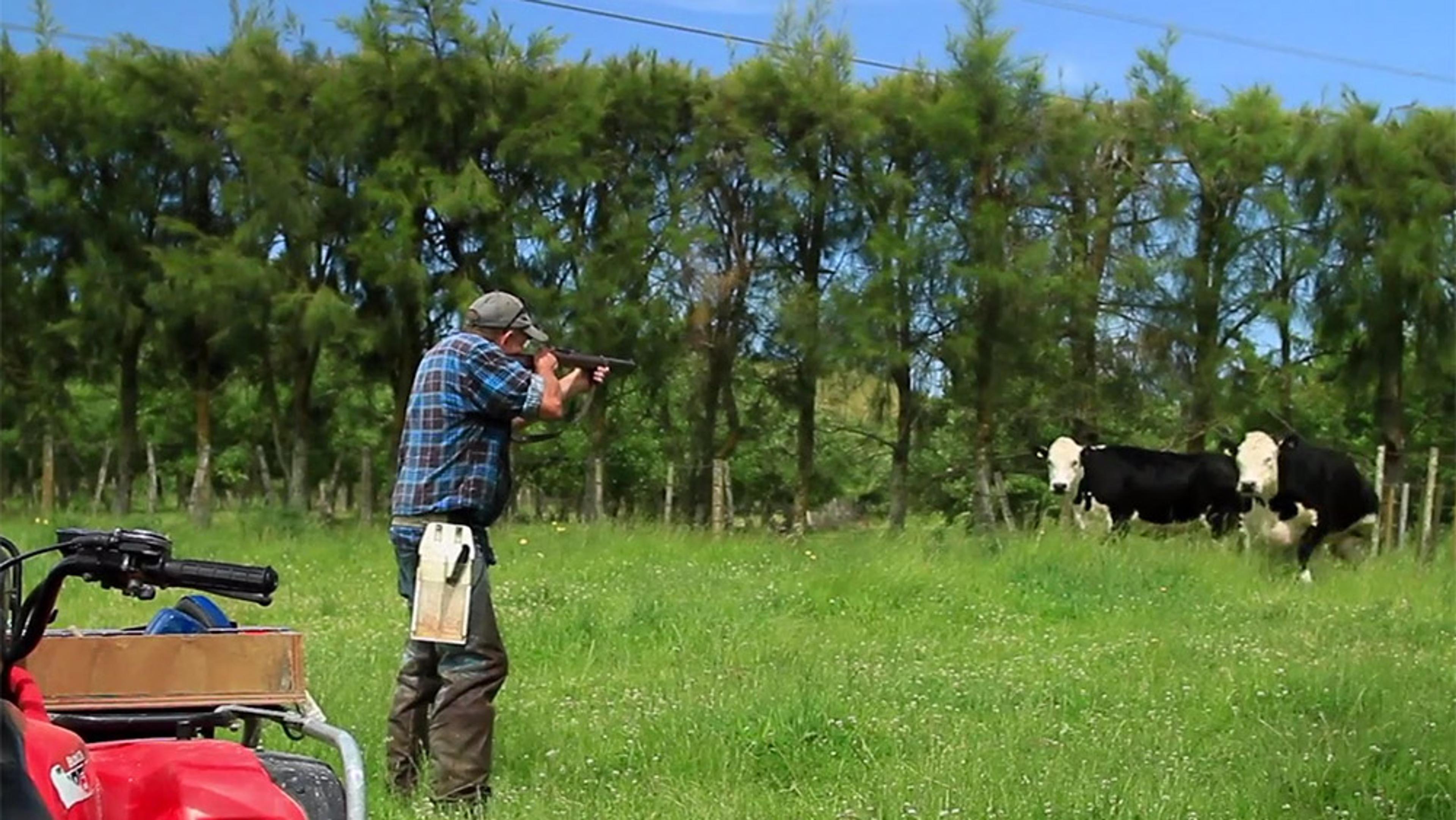 A man aiming a gun in a field with two cows nearby and a red ATV in the foreground, set against a backdrop of trees.