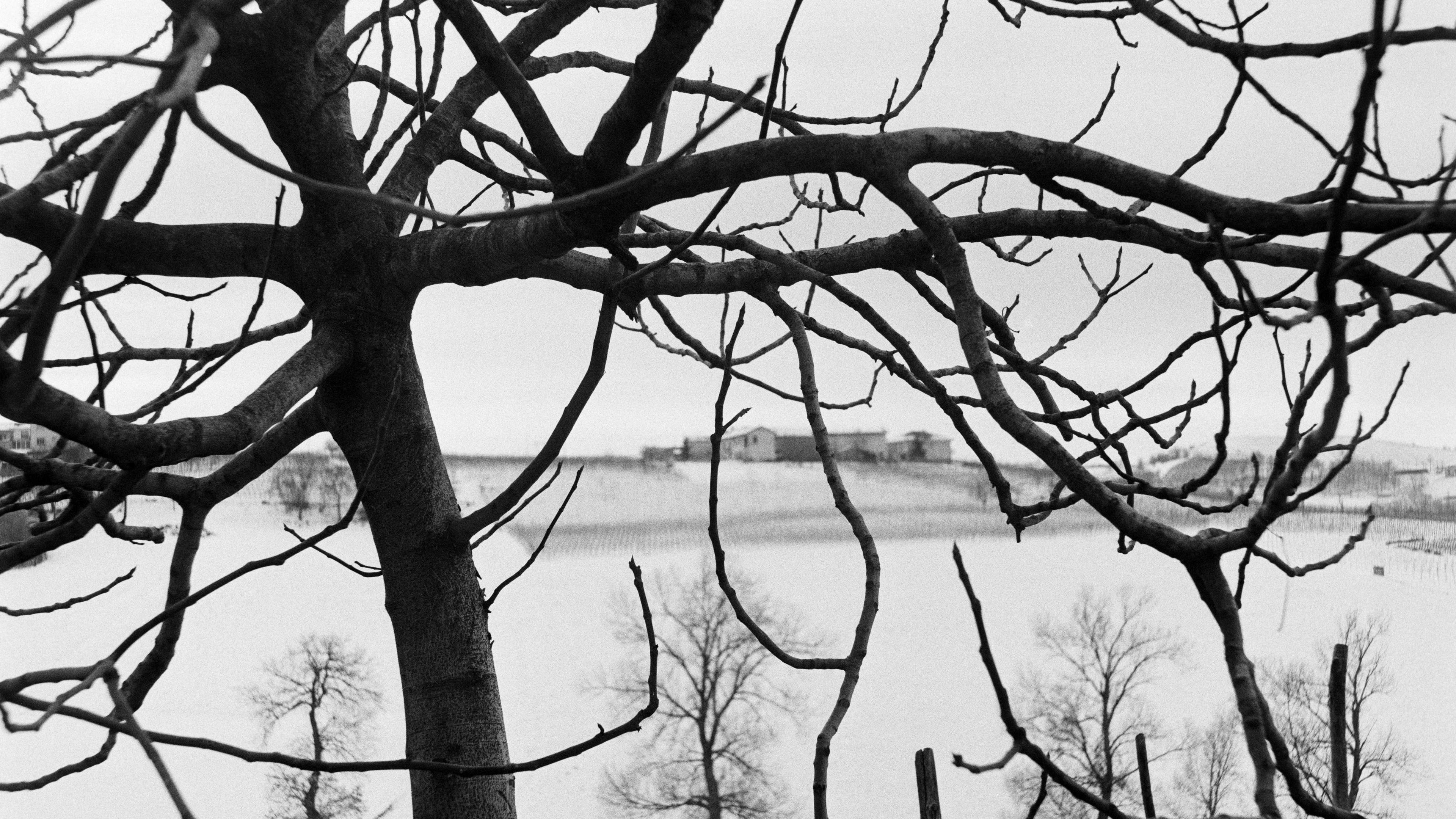 Black and white photo of a snowy landscape with bare trees and a view through branches.