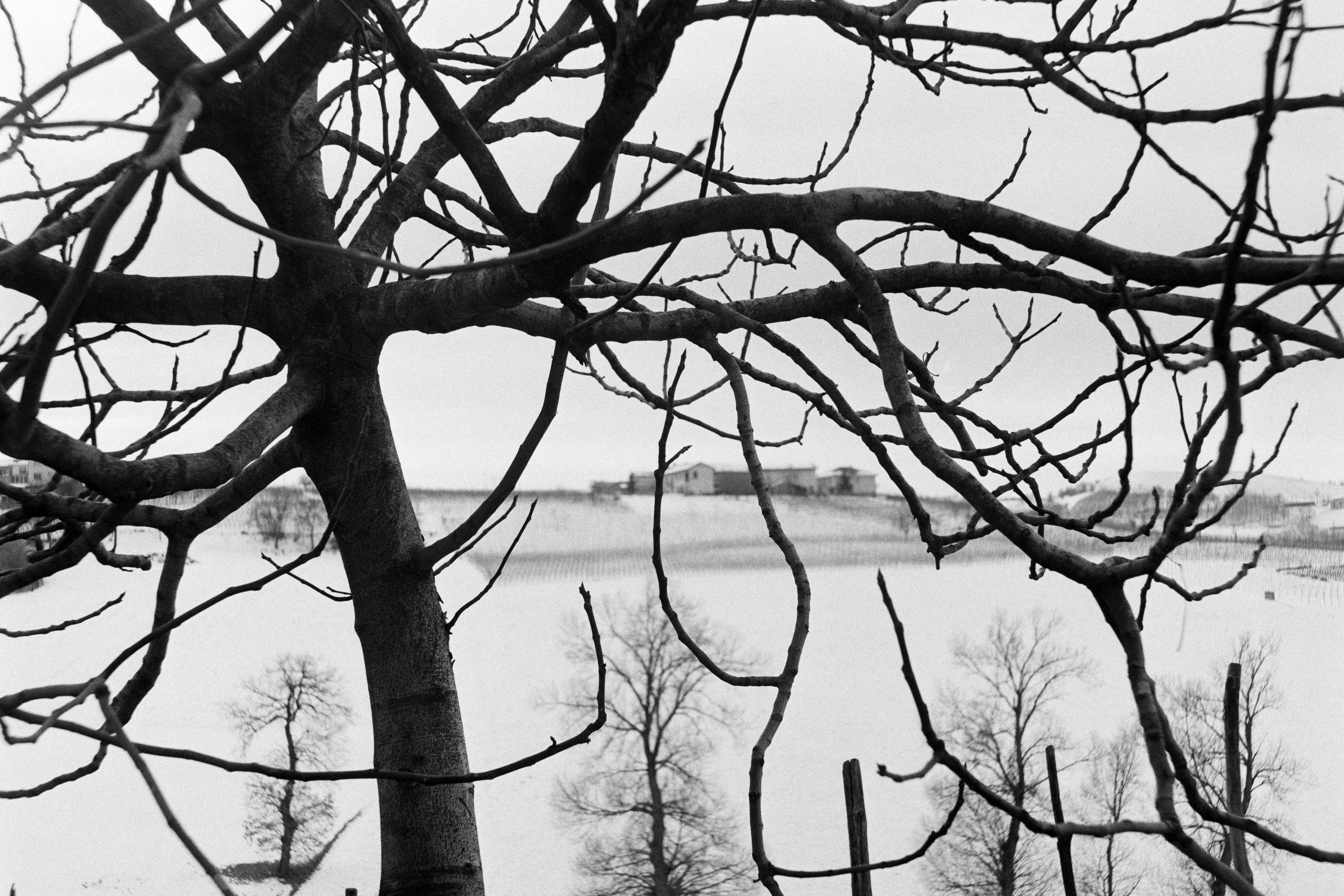 Black and white photo of a snowy landscape with bare trees and a view through branches.