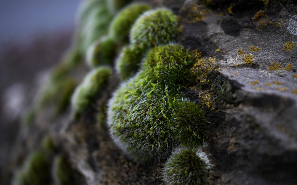 A history of botany and colonialism touched off by a moss bed