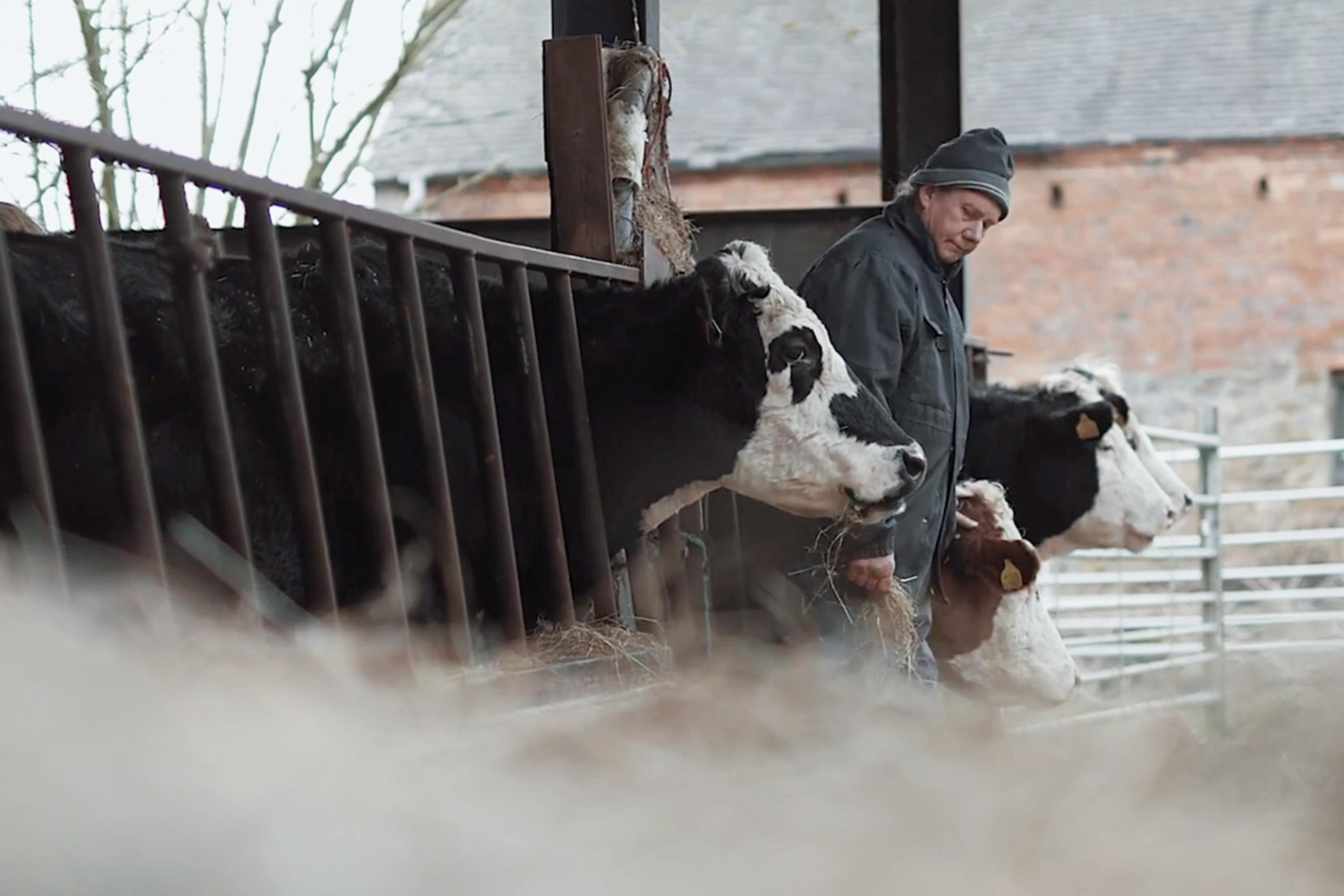 Person feeding hay to cows in a barn, with a brick building and fencing in the background on a cloudy day.