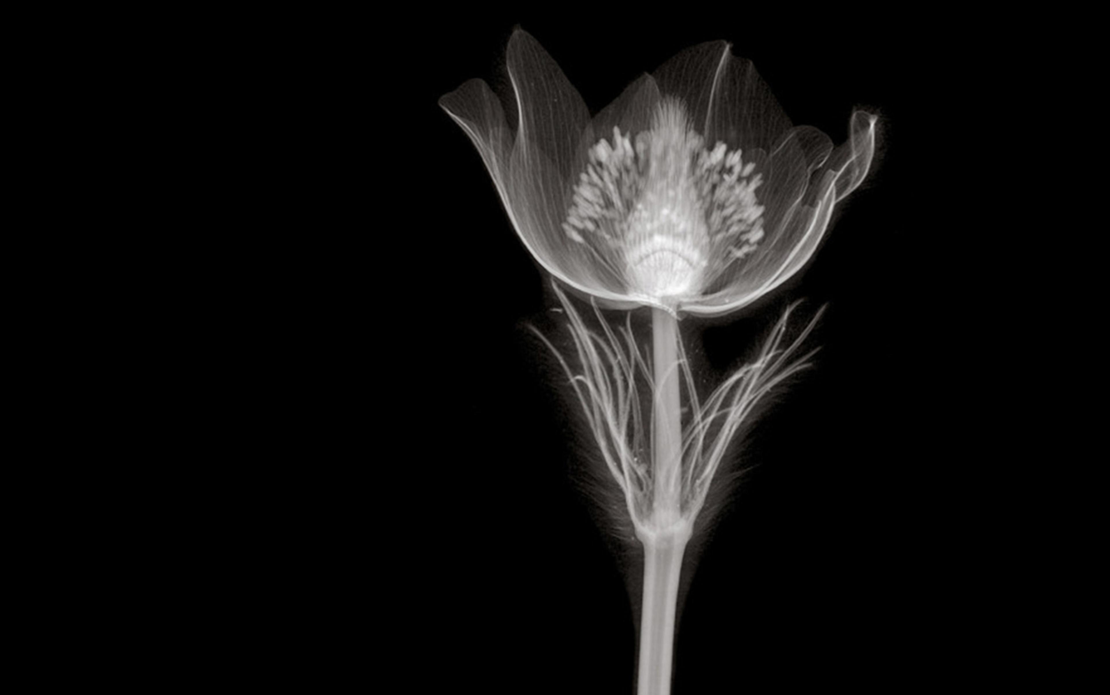 X-ray image of a single flower with visible petals, stem, and internal structures on a black background.