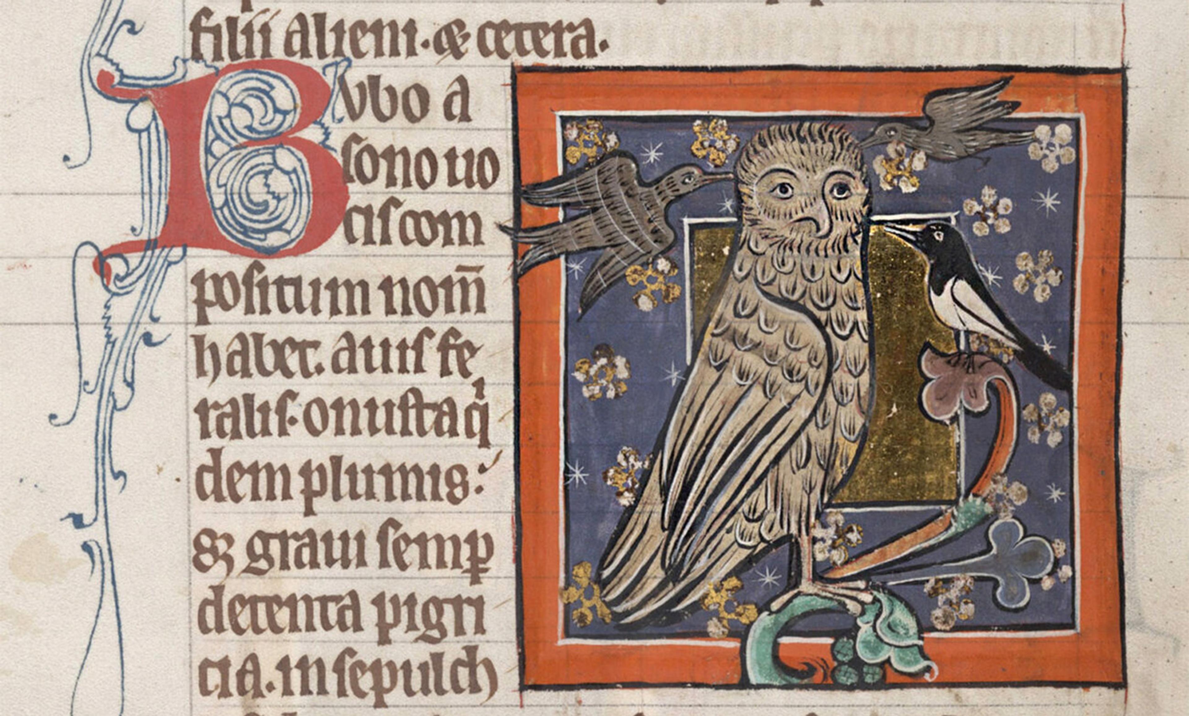 <p>An owl from a bestiary (<em>c</em>1226-50), England. MS Bodley 764, Folio 73v. <em>Courtesy Bodleian Libraries, University of Oxford</em></p>