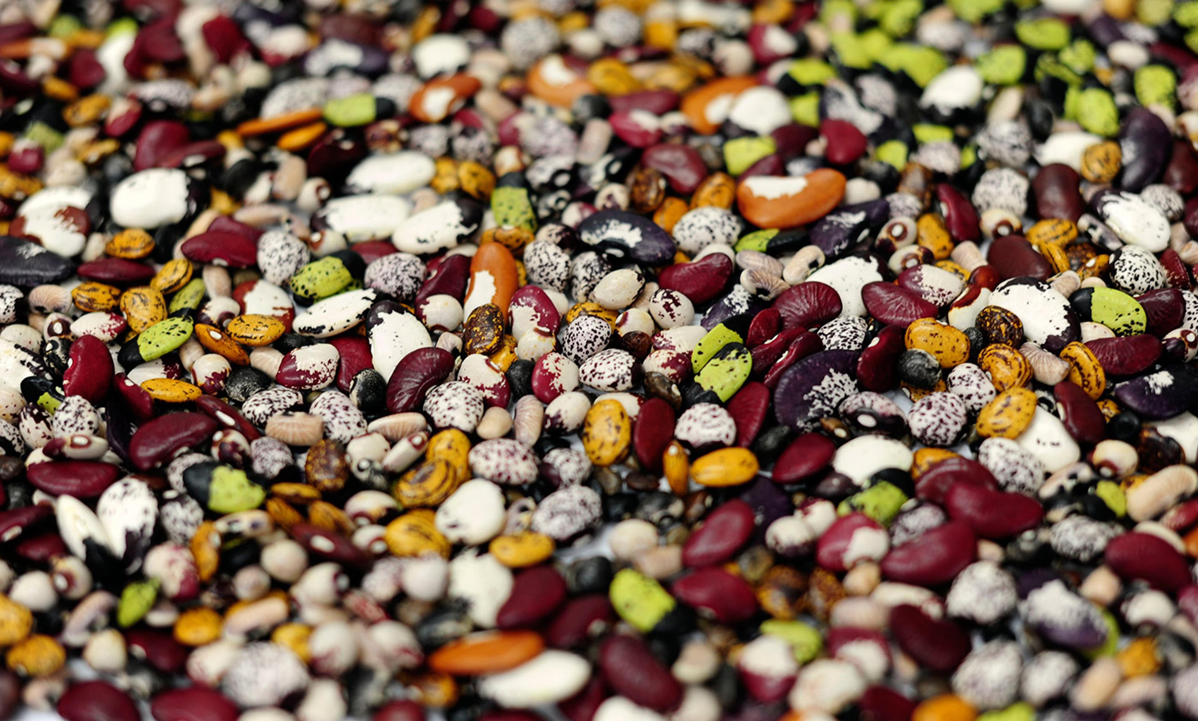 <p>From diverse seeds. Beans at the CIAT genebank in Colombia. <em>Photo by CIAT/Flickr </em></p>