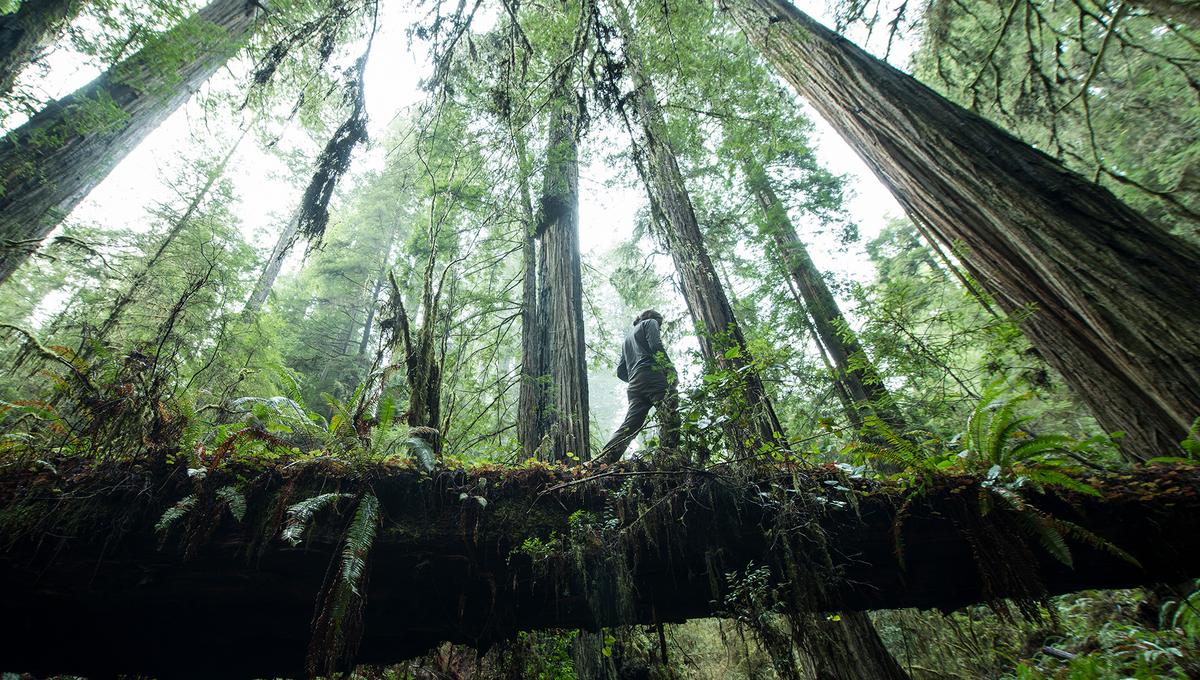 A person walking on a fallen tree trunk in a dense, lush forest with tall trees and abundant greenery.