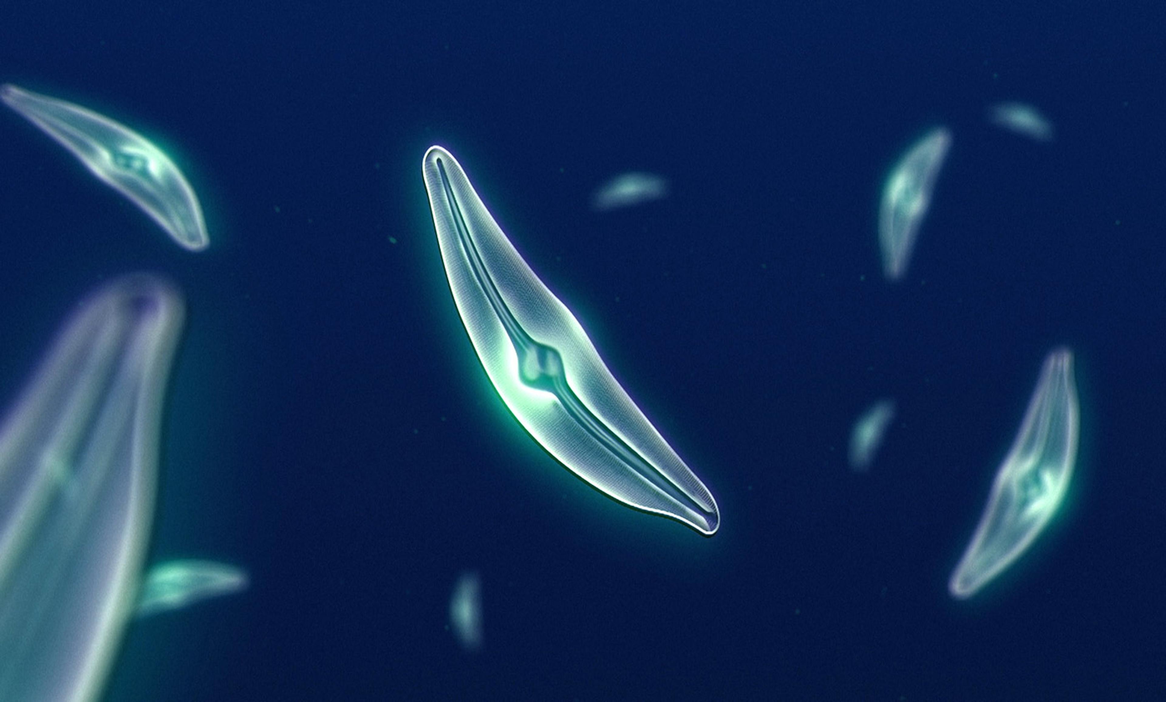 Digital illustration of translucent, glowing microorganisms with elongated shapes floating in a dark blue environment
