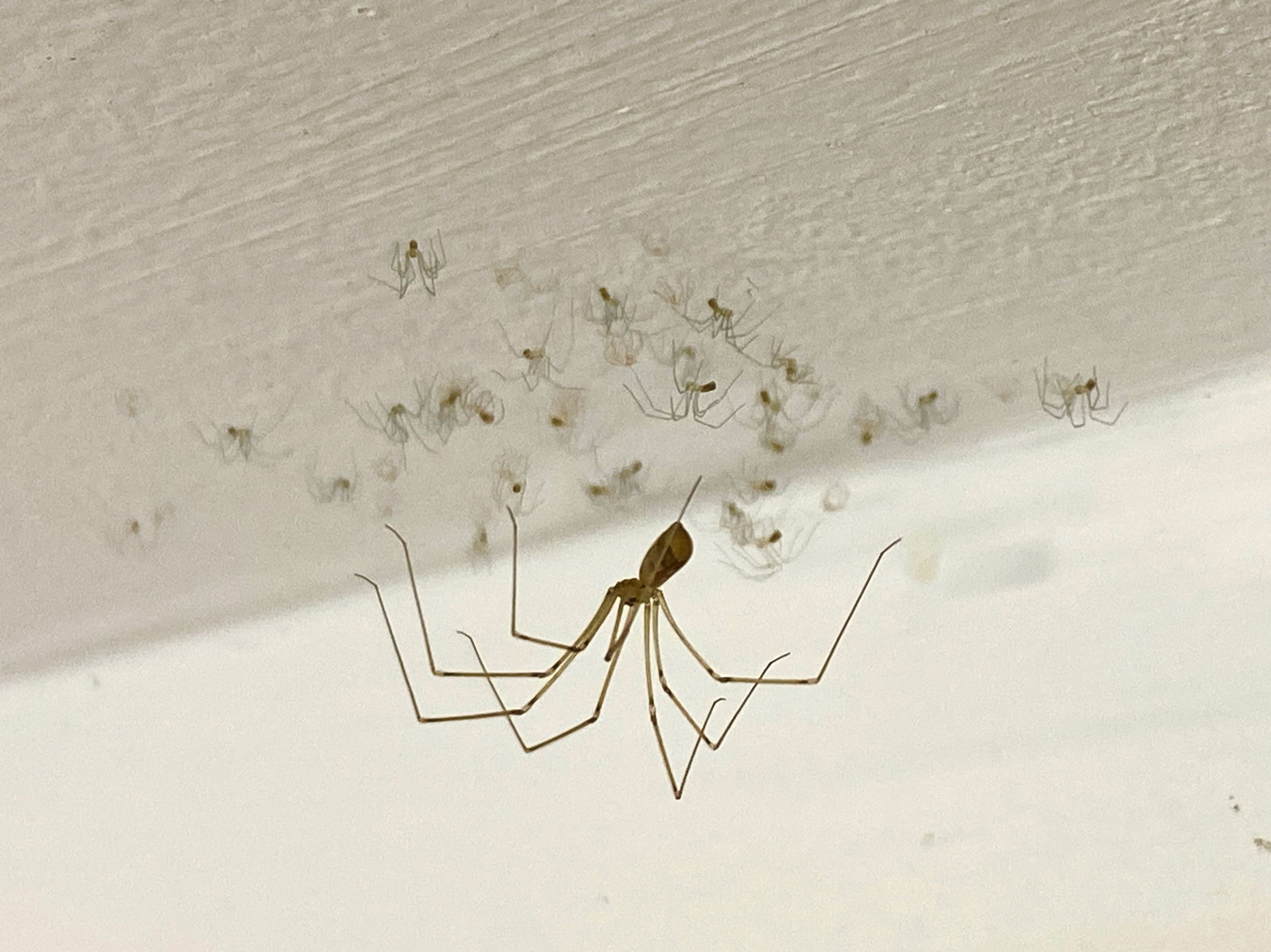 A large daddy longlegs spider on the ceiling with many tiny baby spiders nearby.