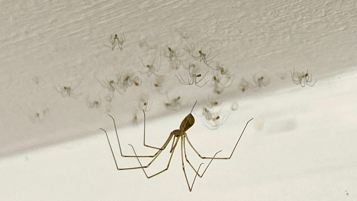 A large daddy longlegs spider on the ceiling with many tiny baby spiders nearby.