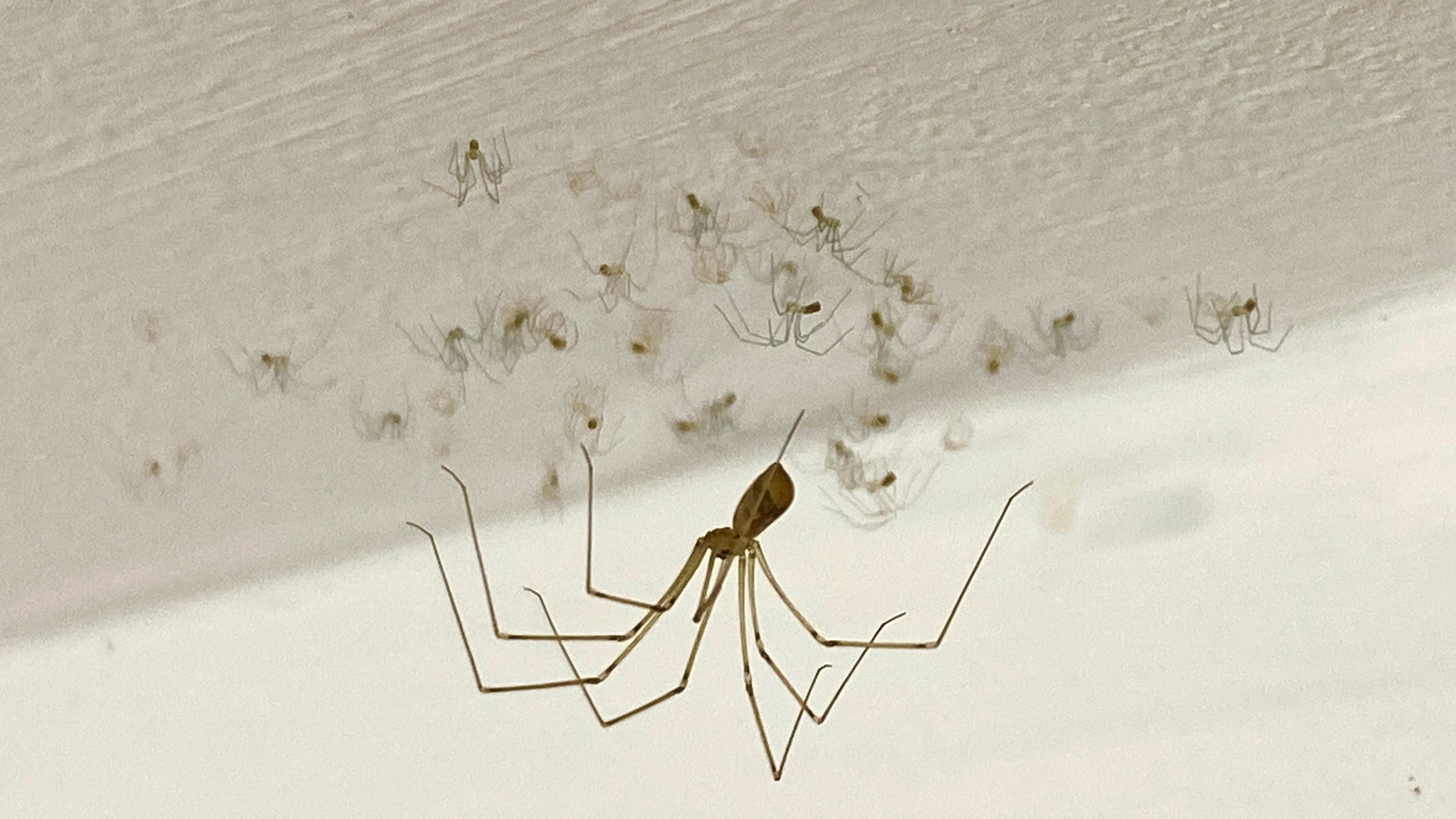 A large daddy longlegs spider on the ceiling with many tiny baby spiders nearby.