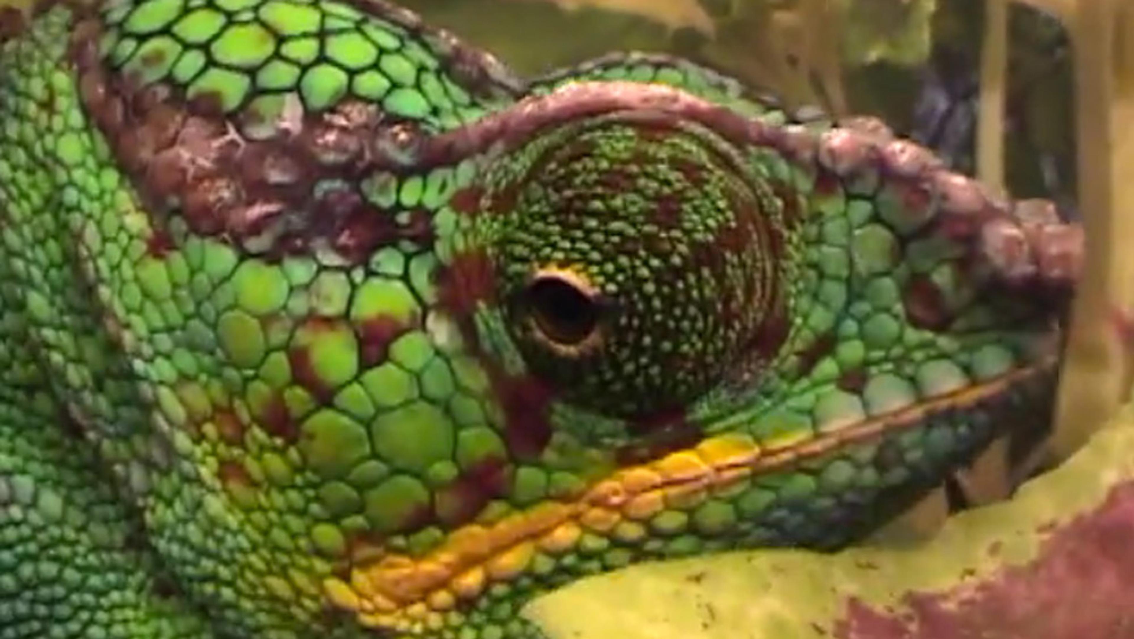 Close-up of a chameleon’s green, textured scales and eye taken among plants.