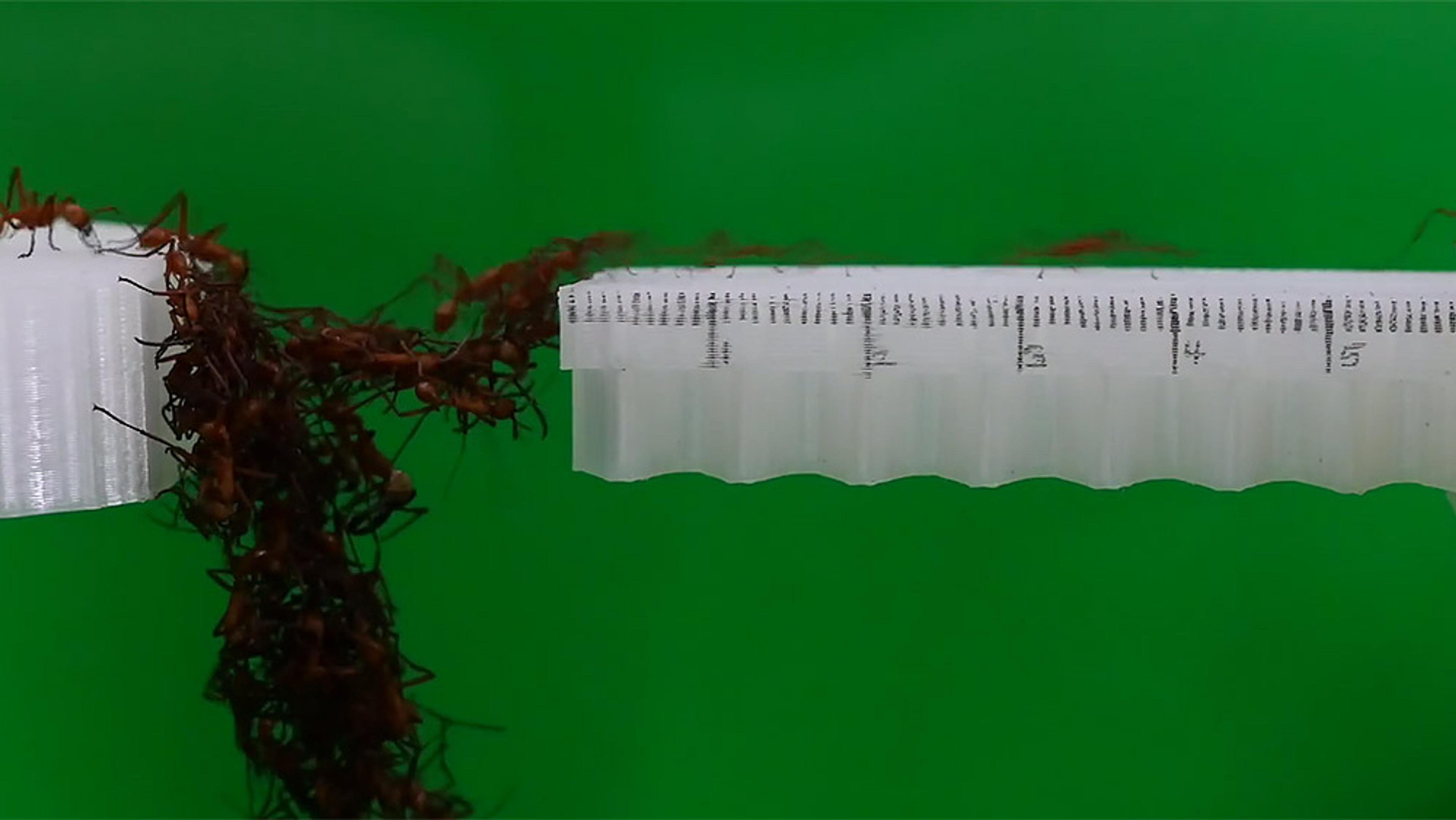 Ants forming a bridge with their bodies to connect two adjacent white plastic structures over a green background.