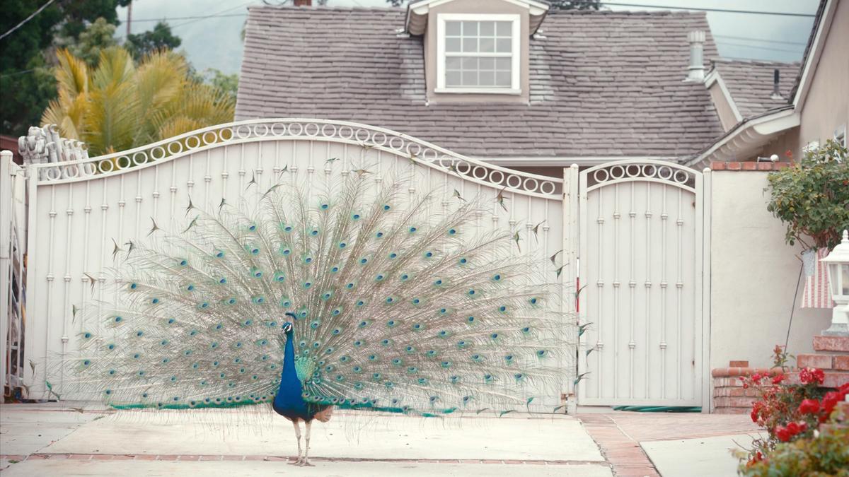 A wild peafowl population divides California suburbanites