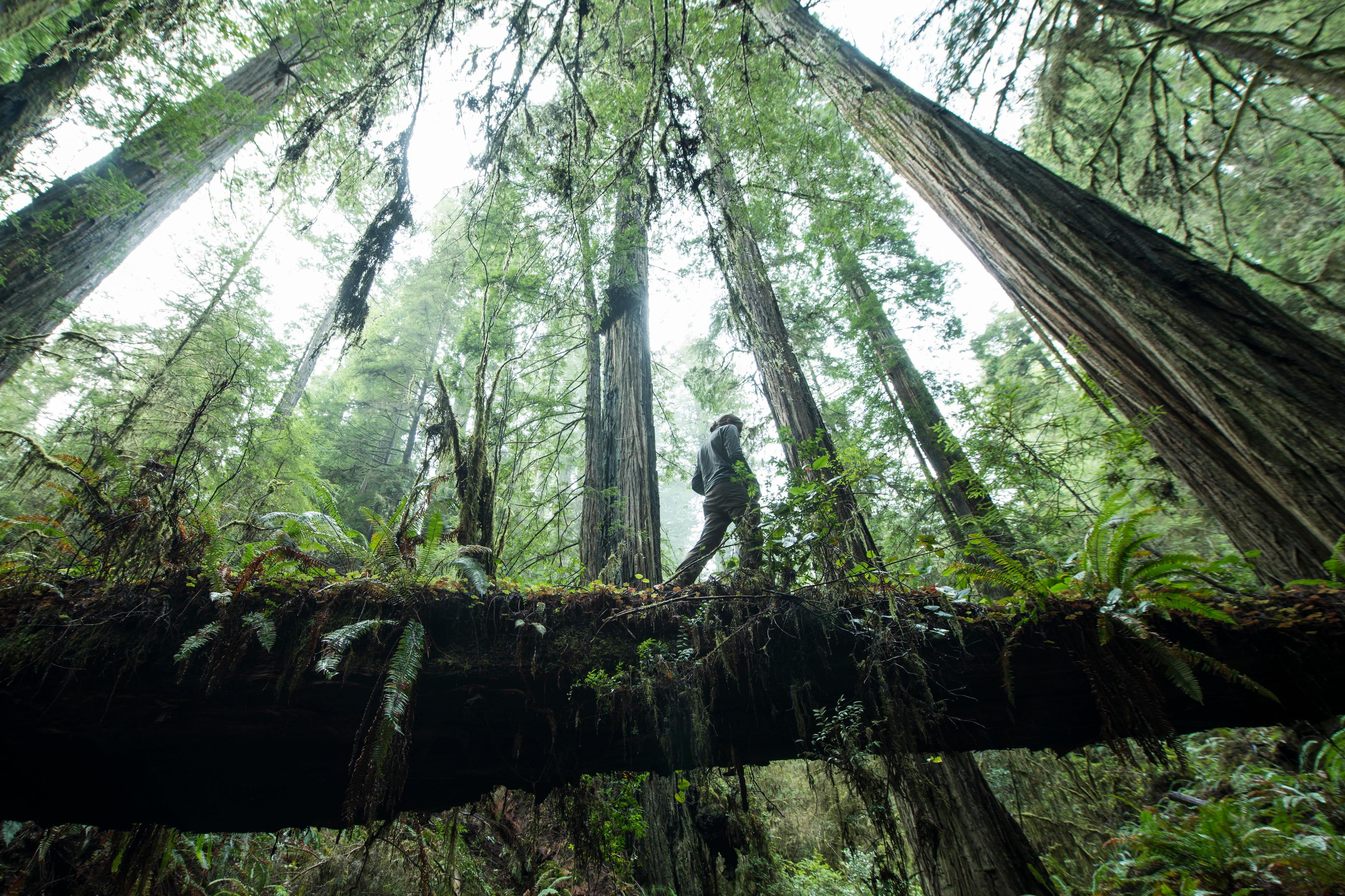 Photo of a person walking on a log bridge in a dense forest with tall trees and lush green foliage.