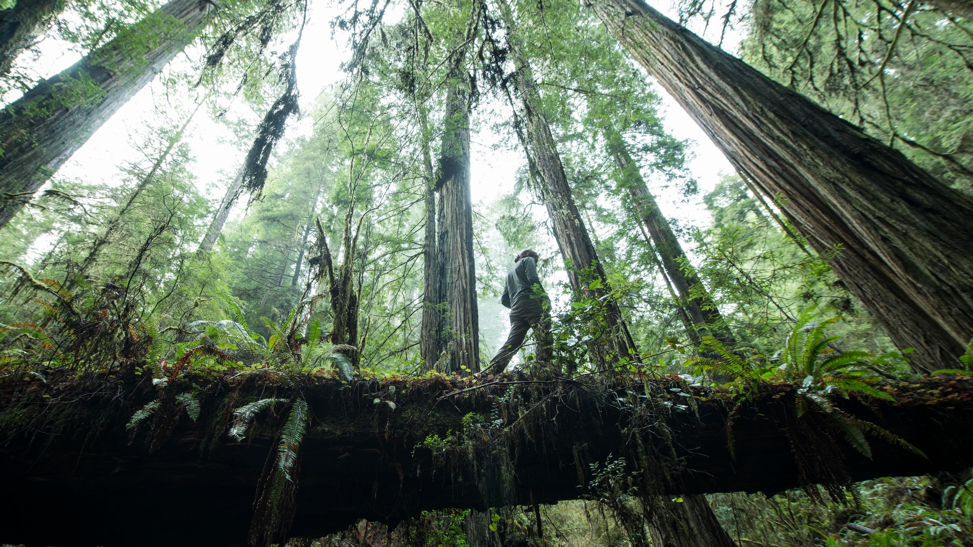 Photo of a person walking on a log bridge in a dense forest with tall trees and lush green foliage.