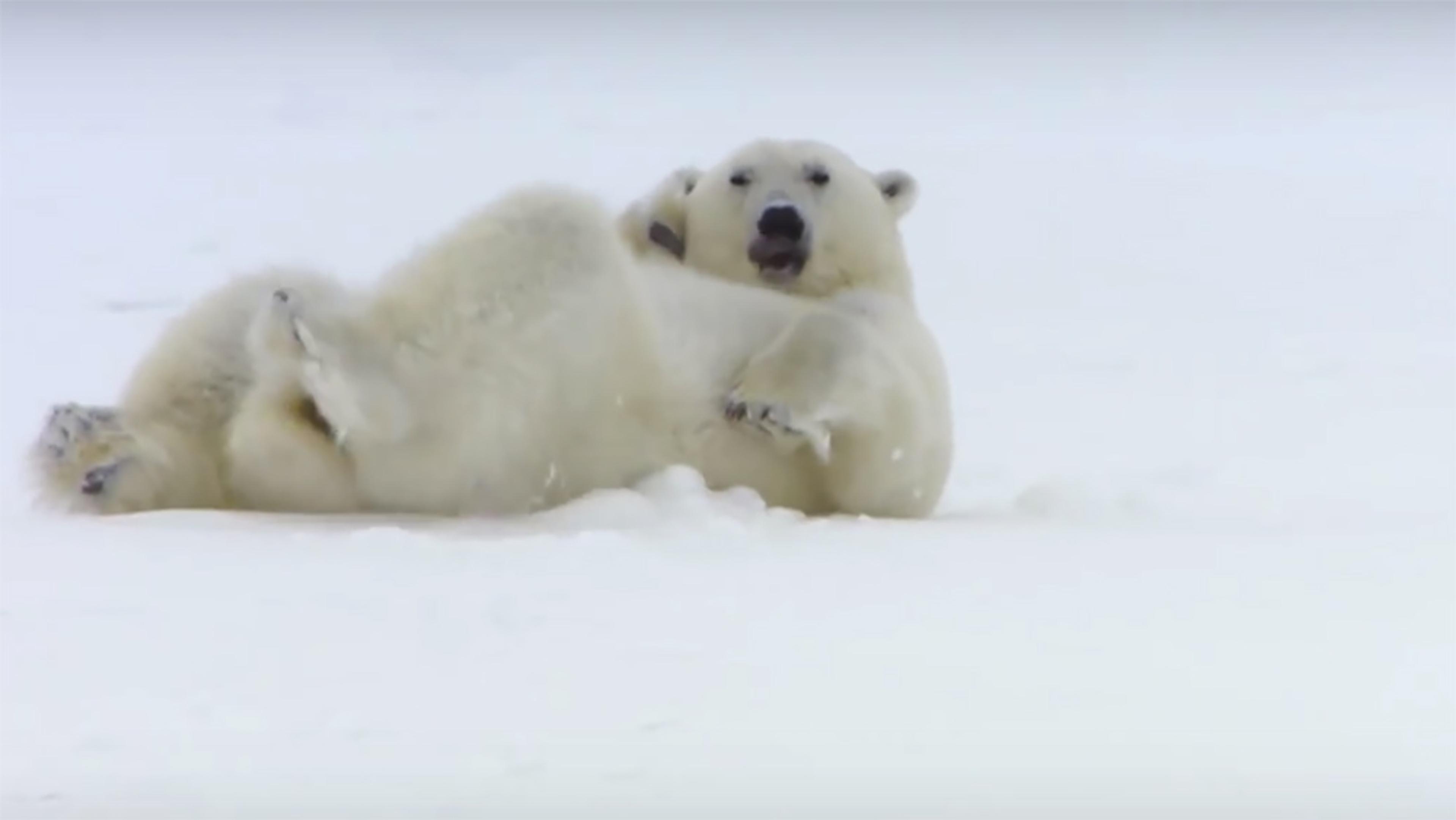 A polar bear lying playfully in the snow, its legs in the air and head raised slightly, against a white snowy background.