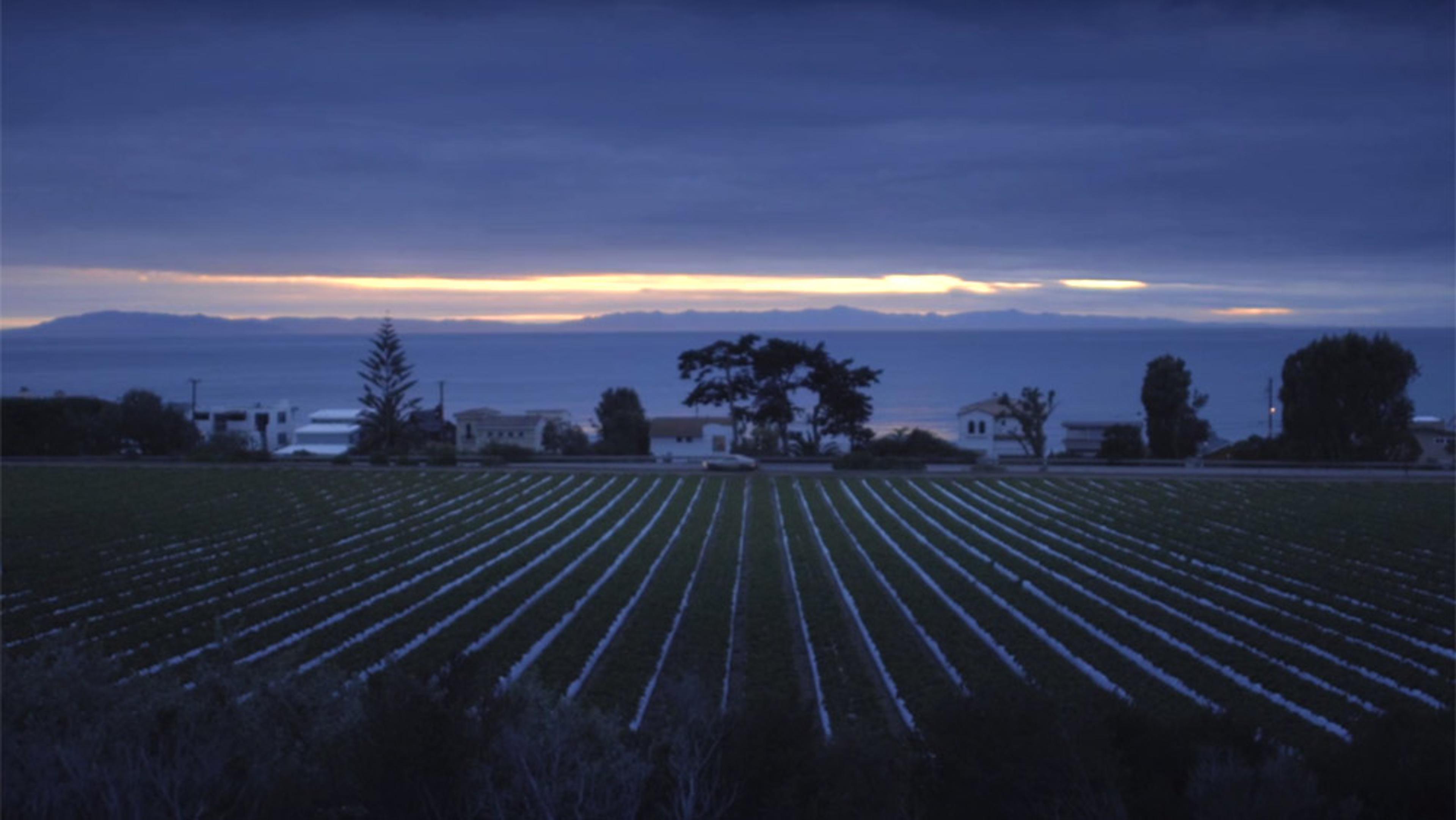 A field with neat rows of crops at dusk, with houses and trees in the background and a distant view of the ocean and mountains.