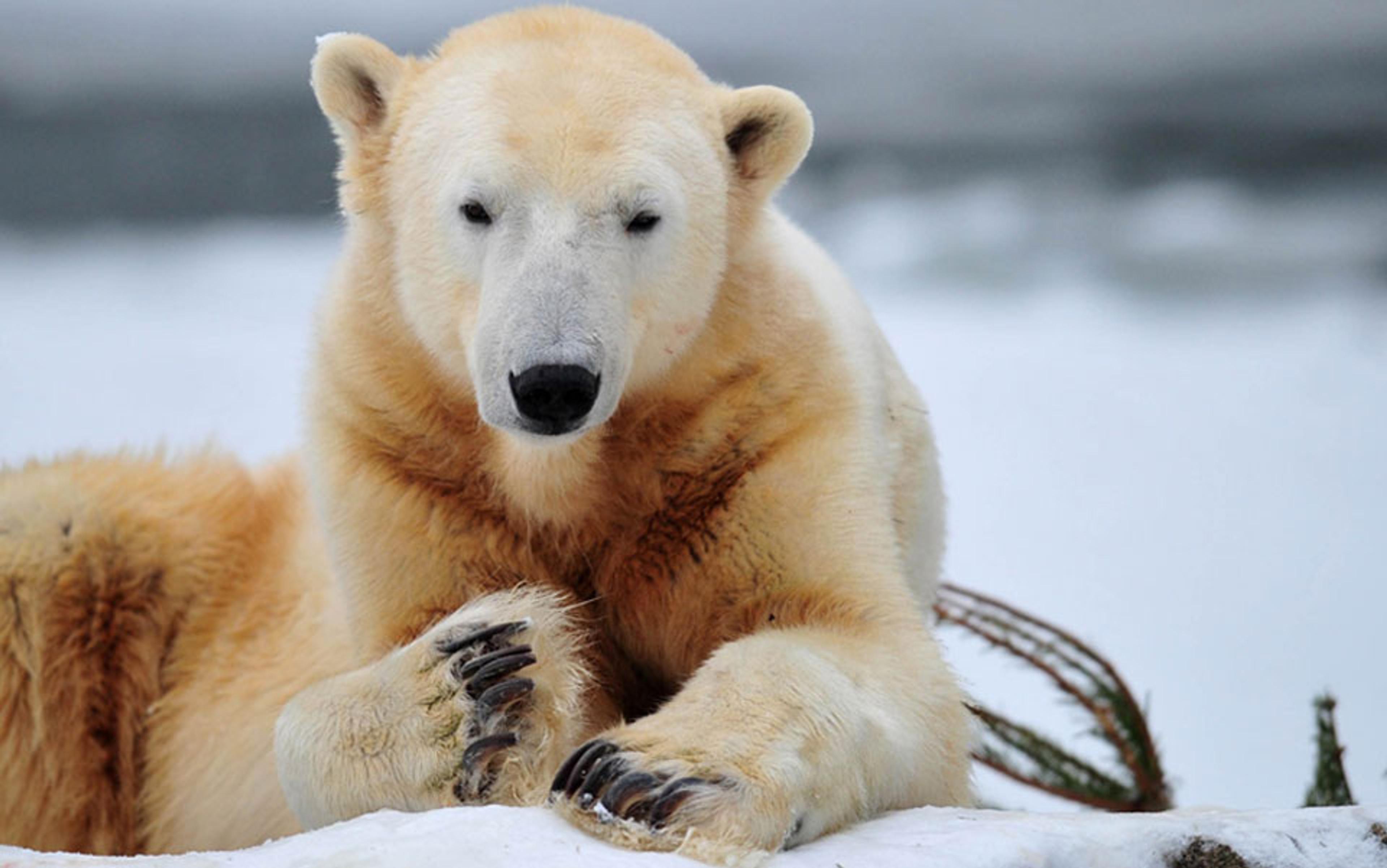 The death of a polar bear and the paradox of captivity