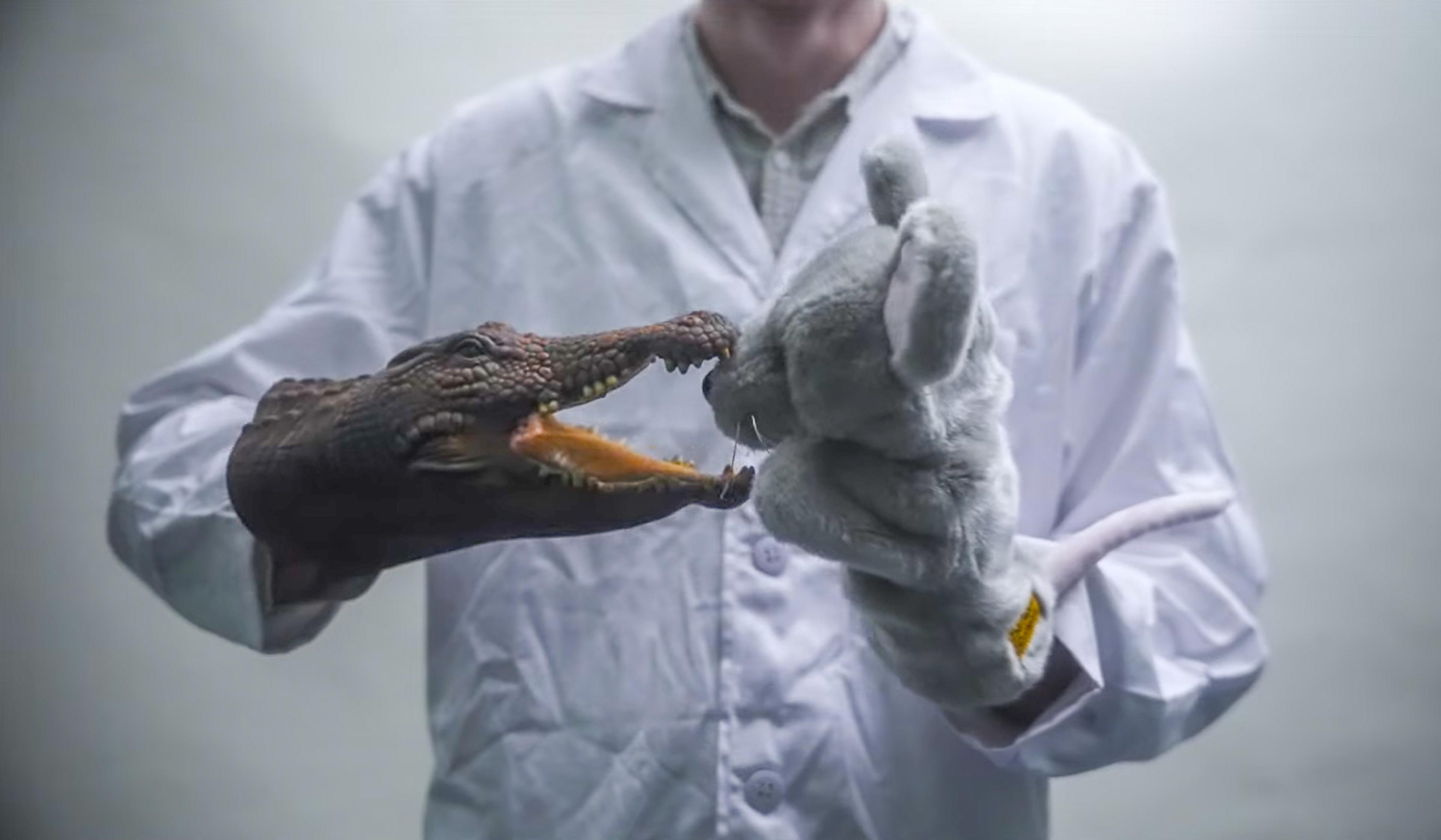 A person in a lab coat holds an alligator hand puppet and a mouse hand puppet, mimicking an interaction between them.