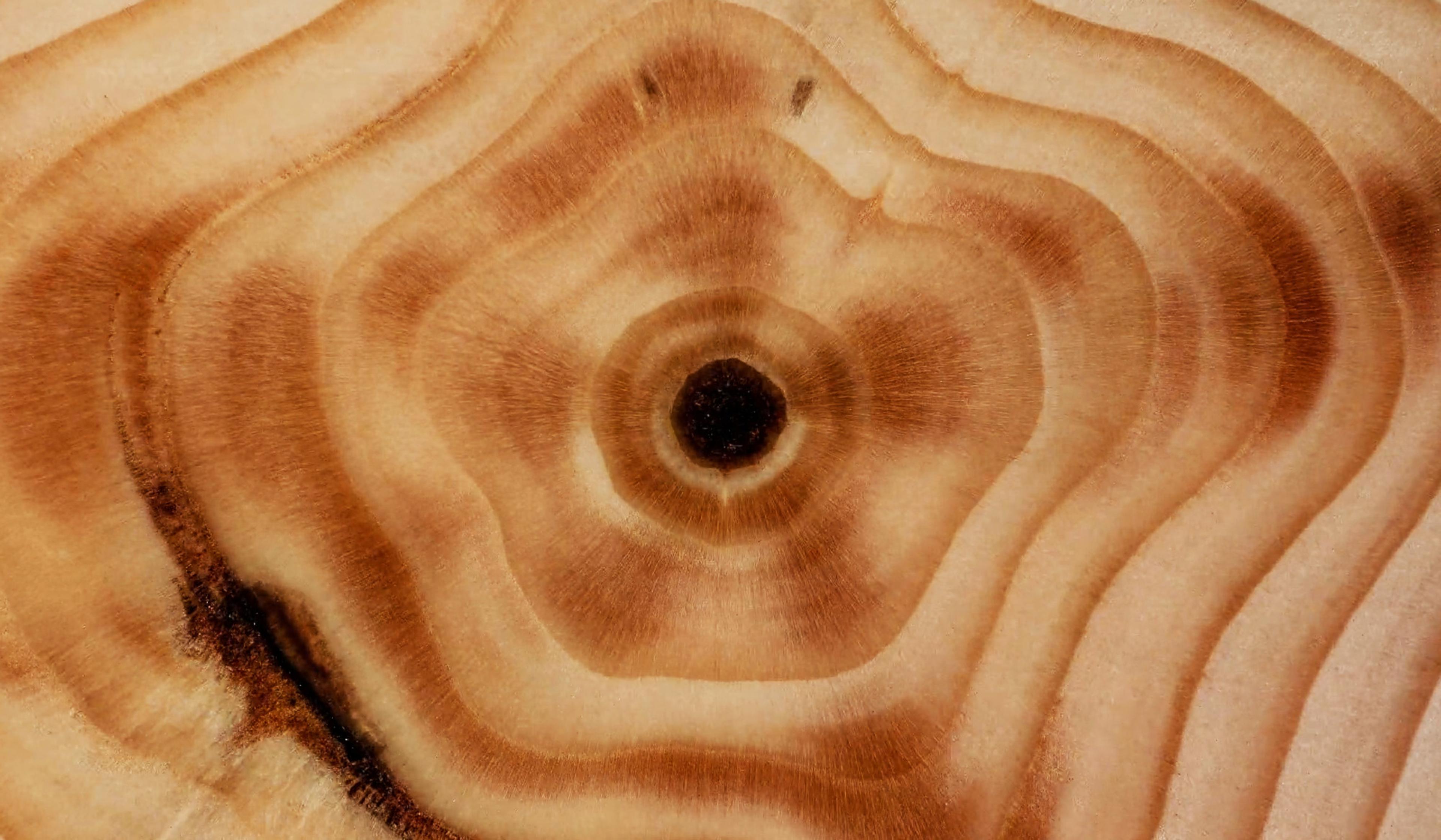 Close-up of wood grain with concentric rings and natural variations in colour and texture.