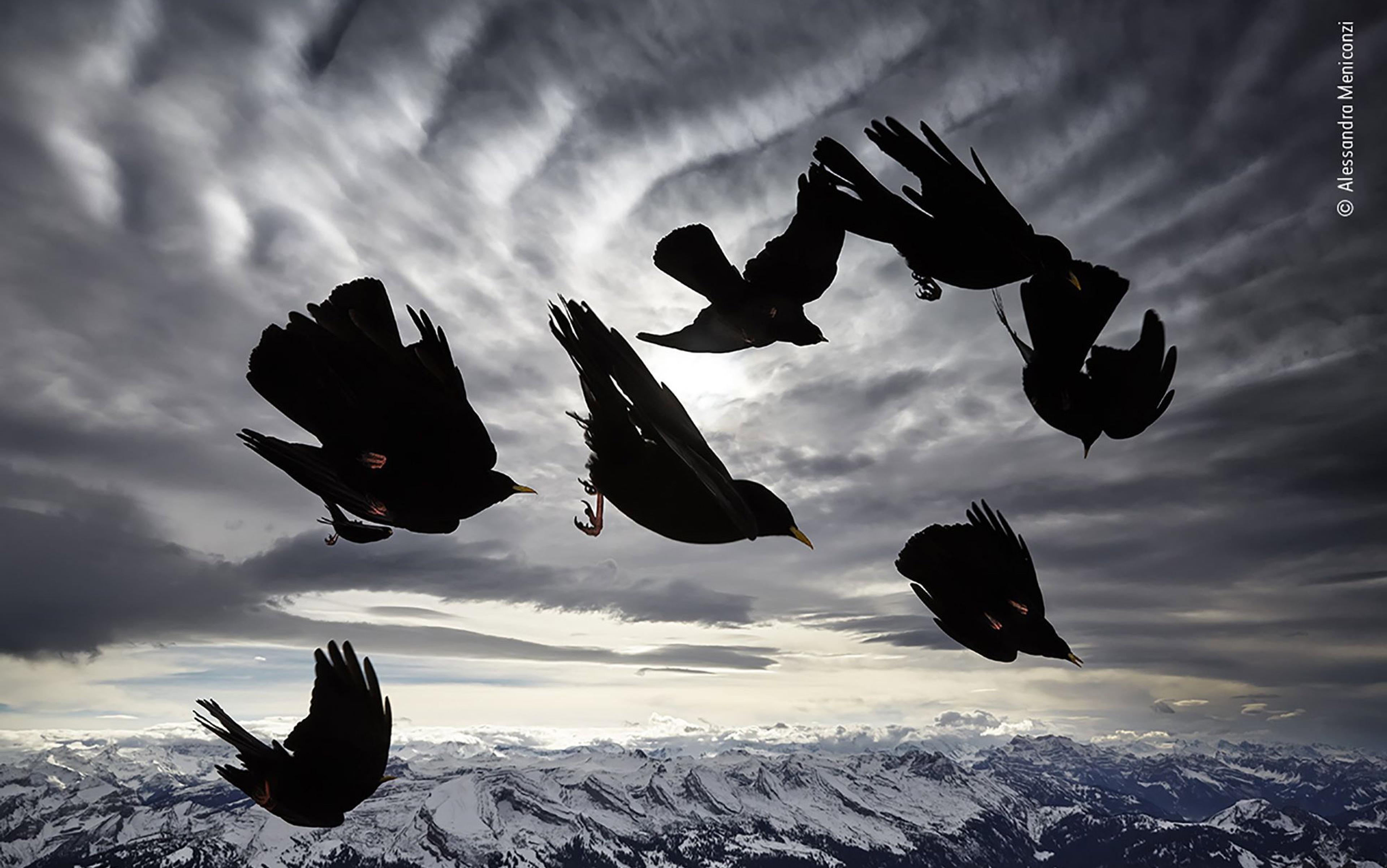Black birds flying over snowy mountains with dramatic cloudy skies in the background.