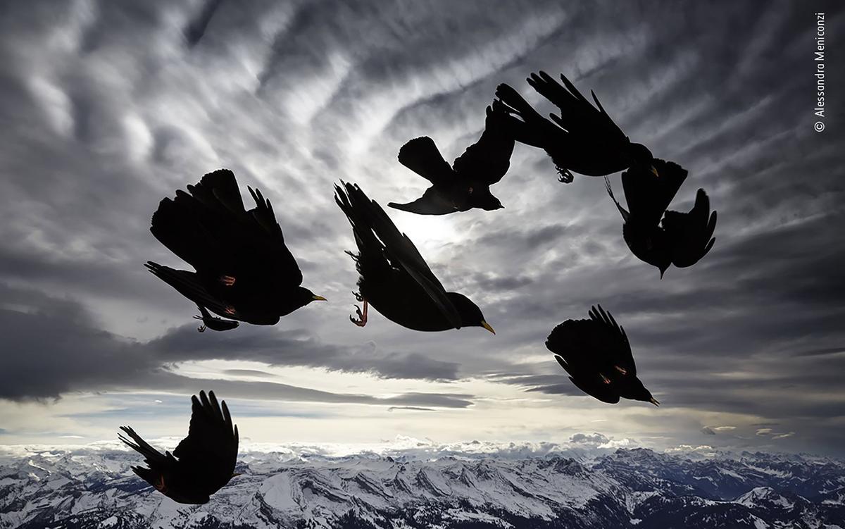 Why birds don’t buy Bentleys and we humans will never fly