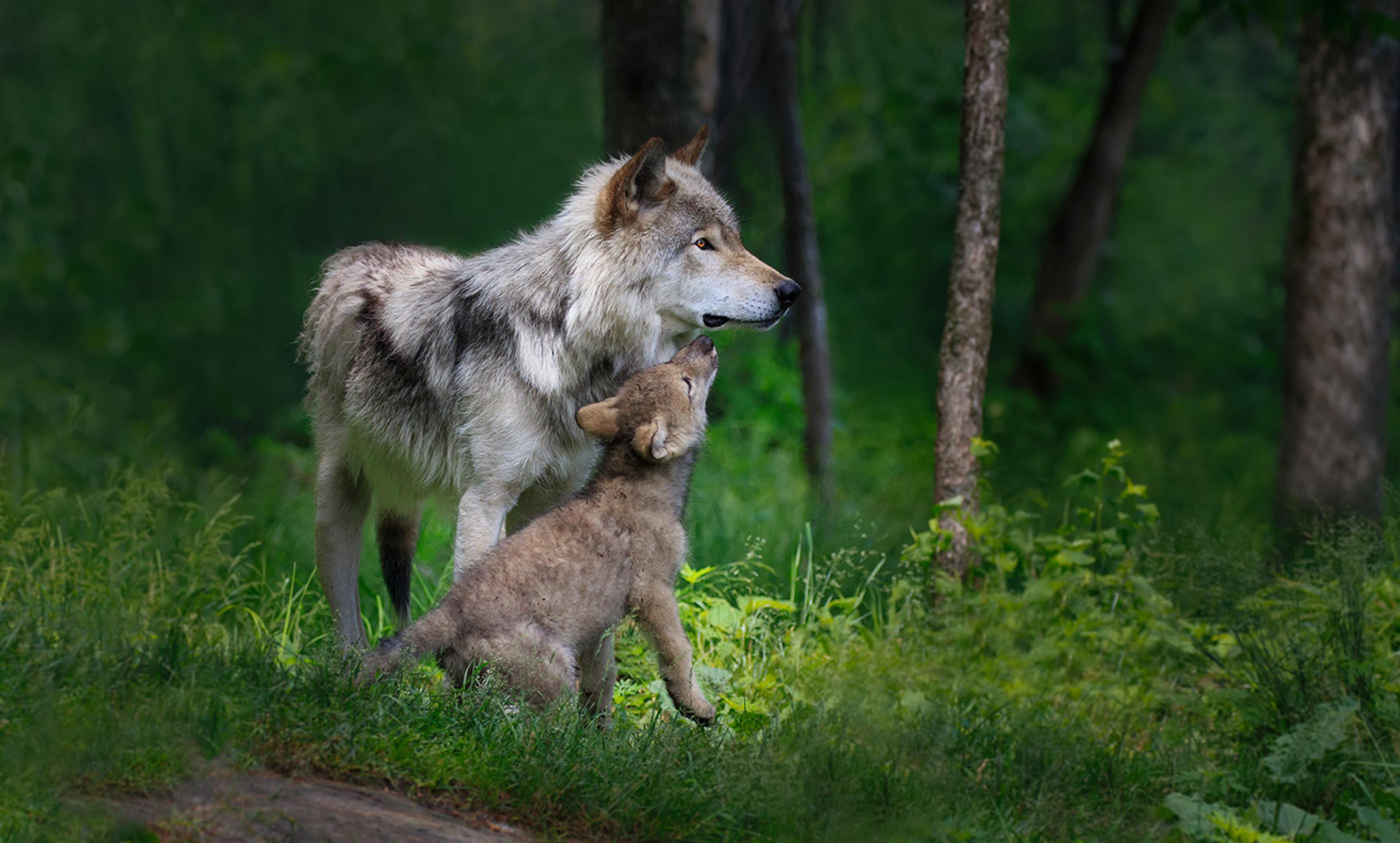 <p>A female wolf and her pup in Canada. <em>Photo by Enn Li Photography/Getty</em></p>