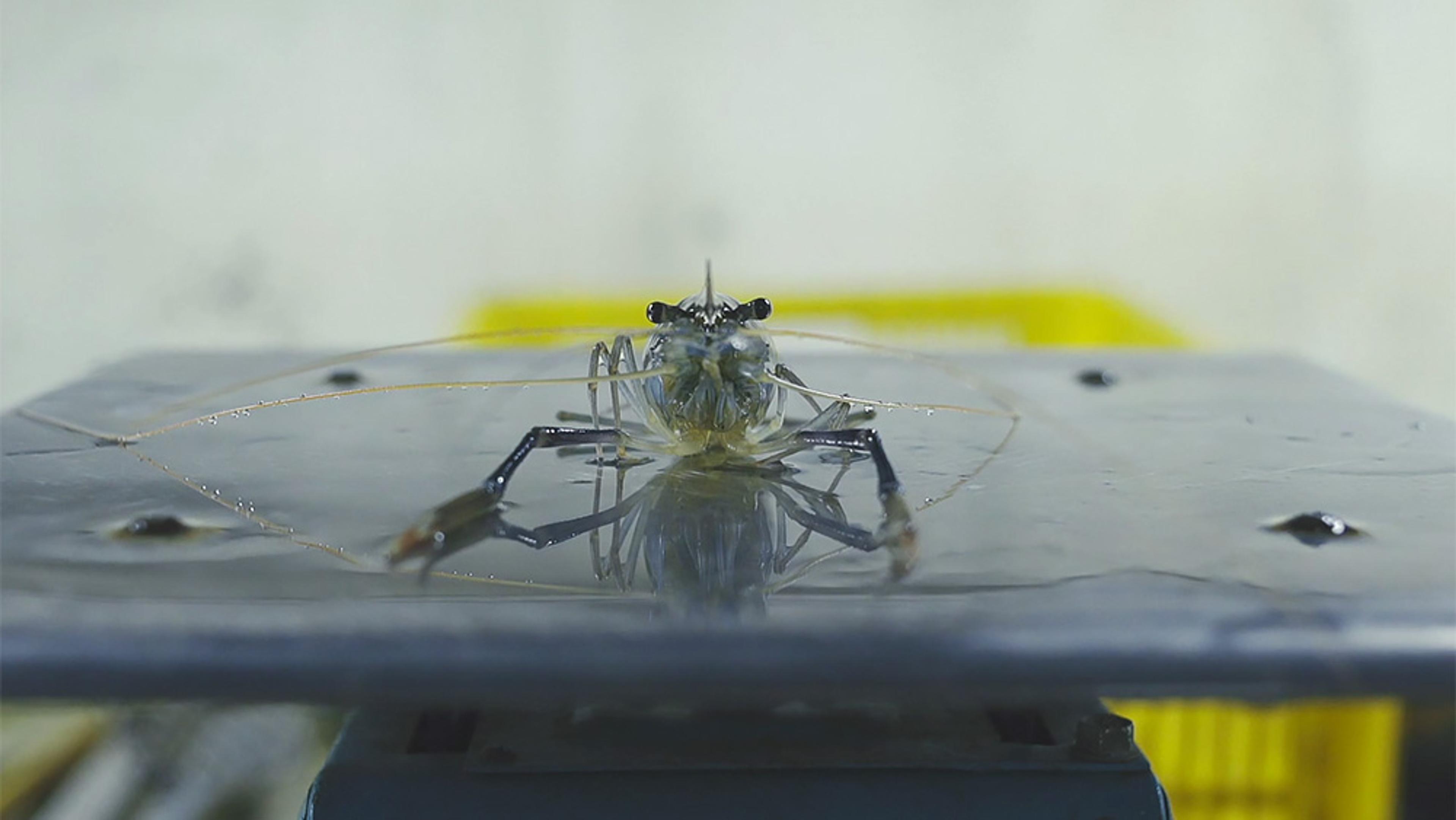 Close-up of a shrimp placed on a reflective surface in a laboratory setting seen from the front, with a blurry background.